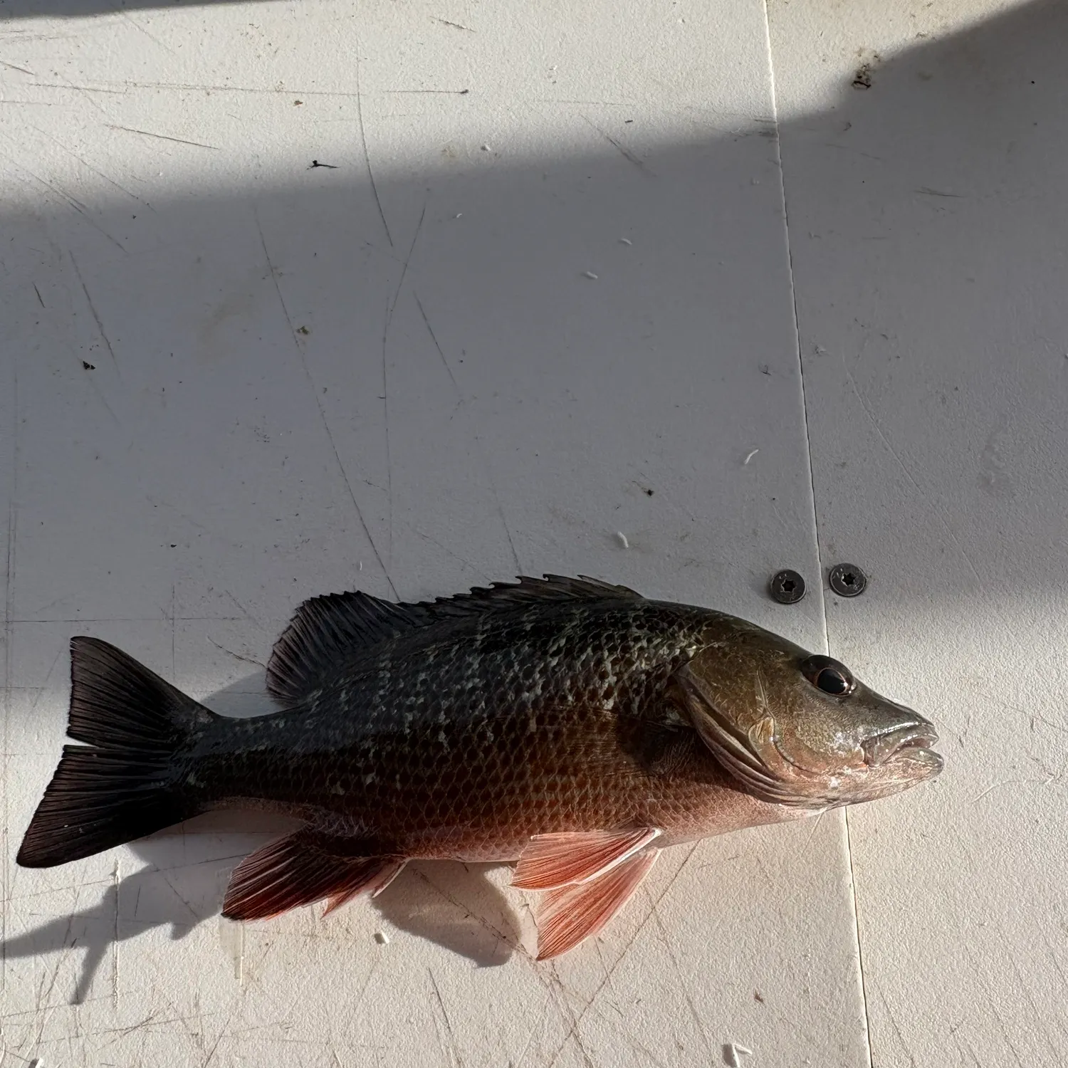 Mangrove snapper caught on Fishbrain