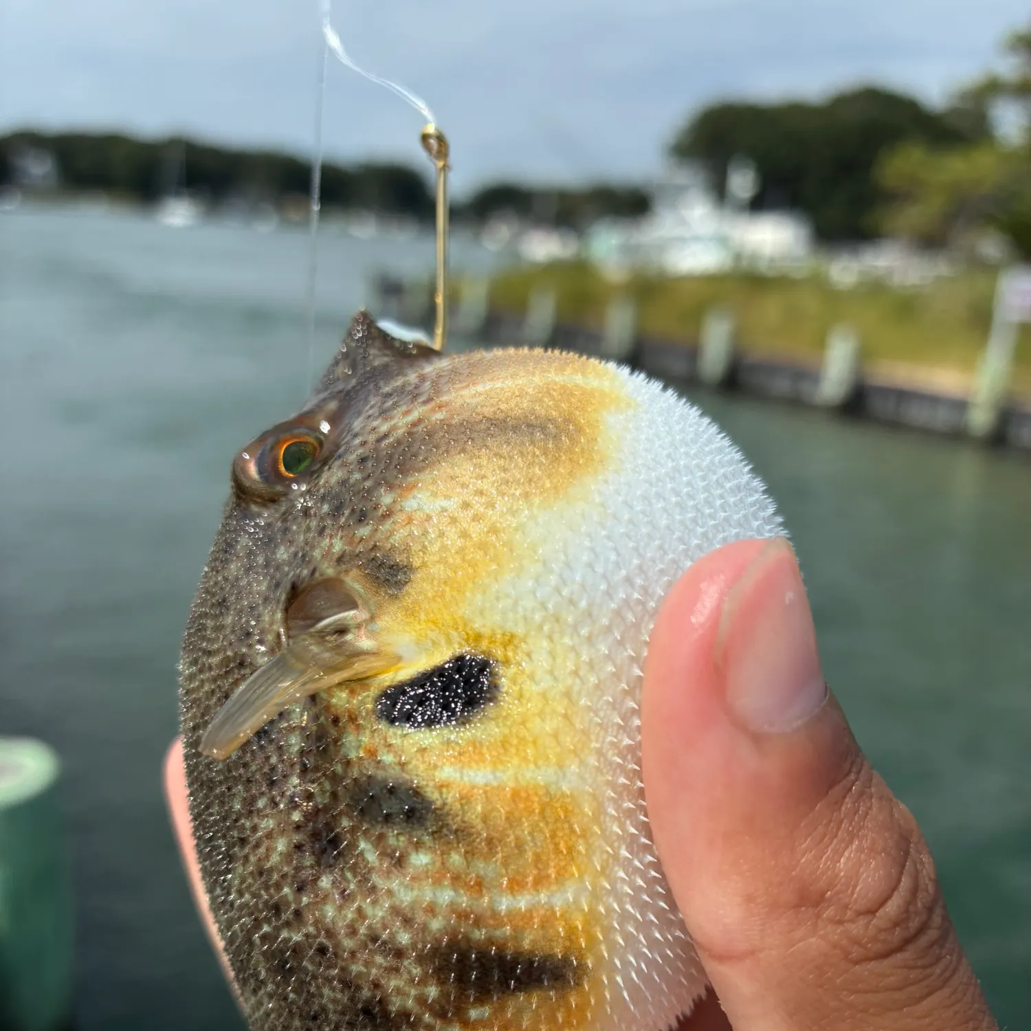 The most recent Northern puffer catches on Fishbrain