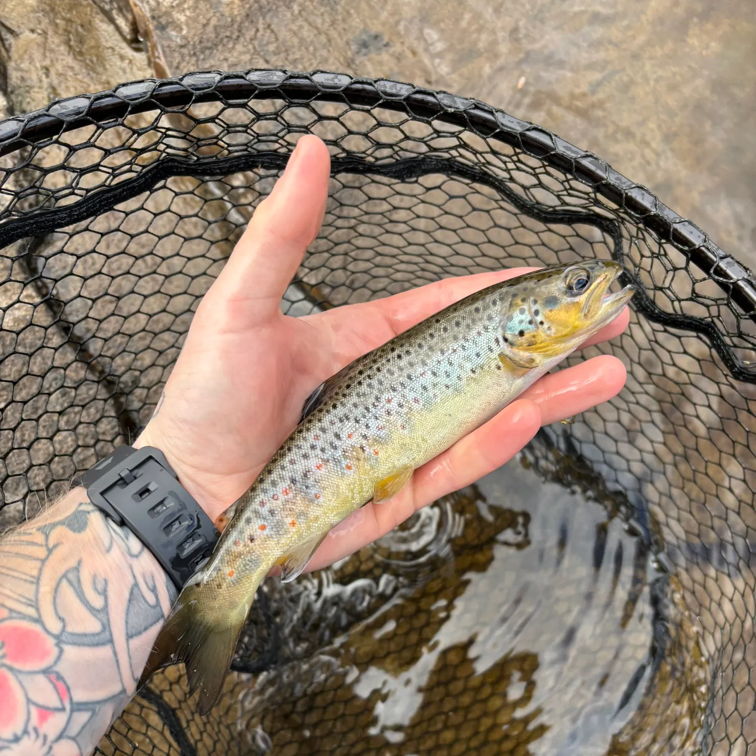 recently logged catches