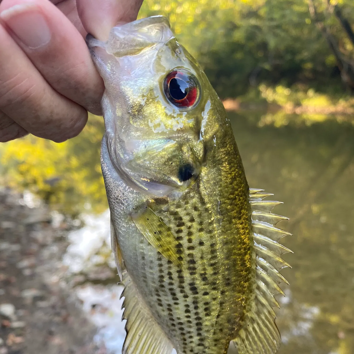 Rock bass caught on Fishbrain