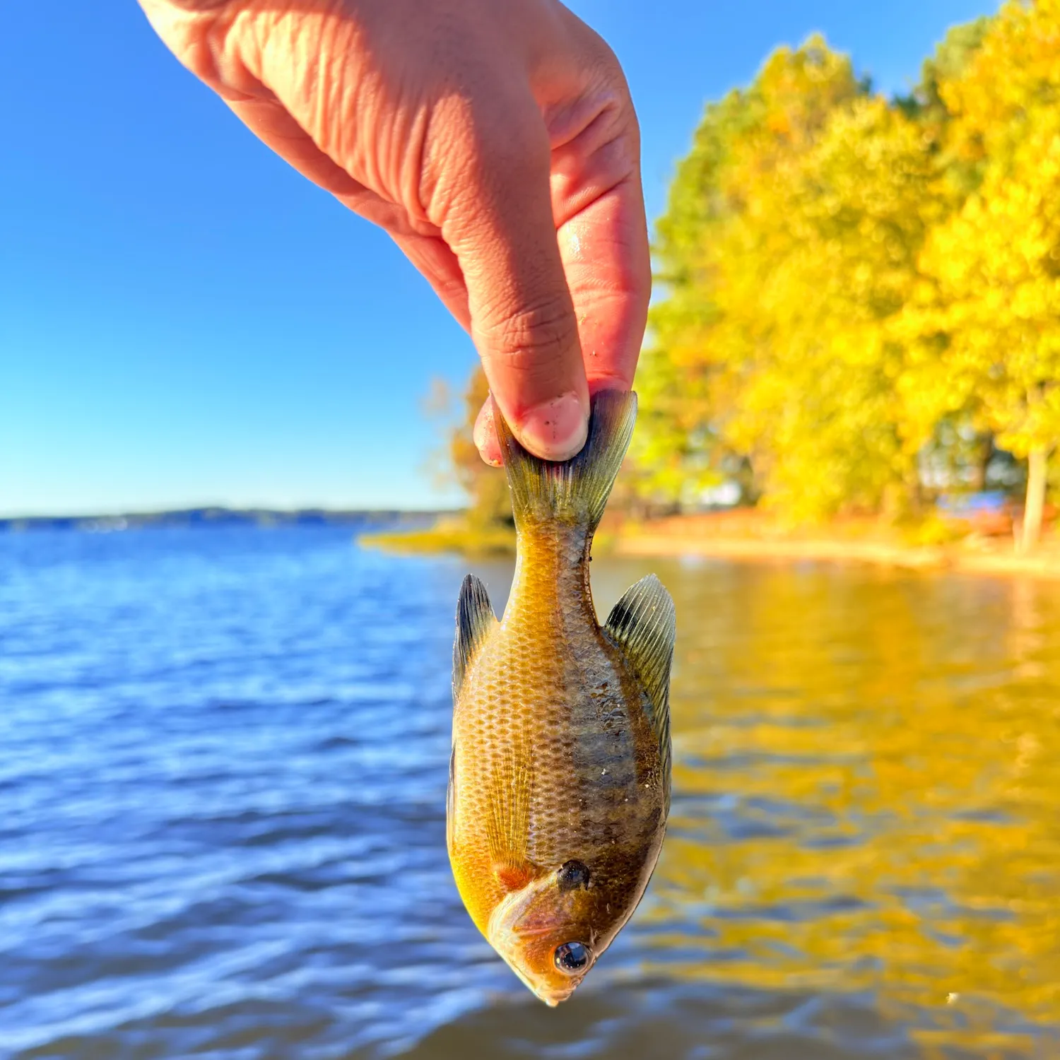 Bluegill caught on Fishbrain