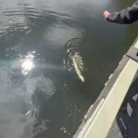 The most recent Shortfin eel catches on Fishbrain