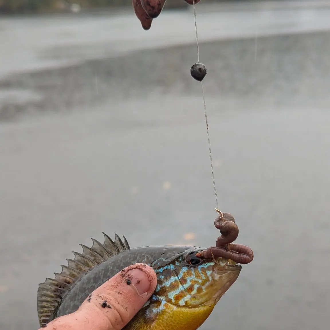 Pumpkinseed caught on Fishbrain