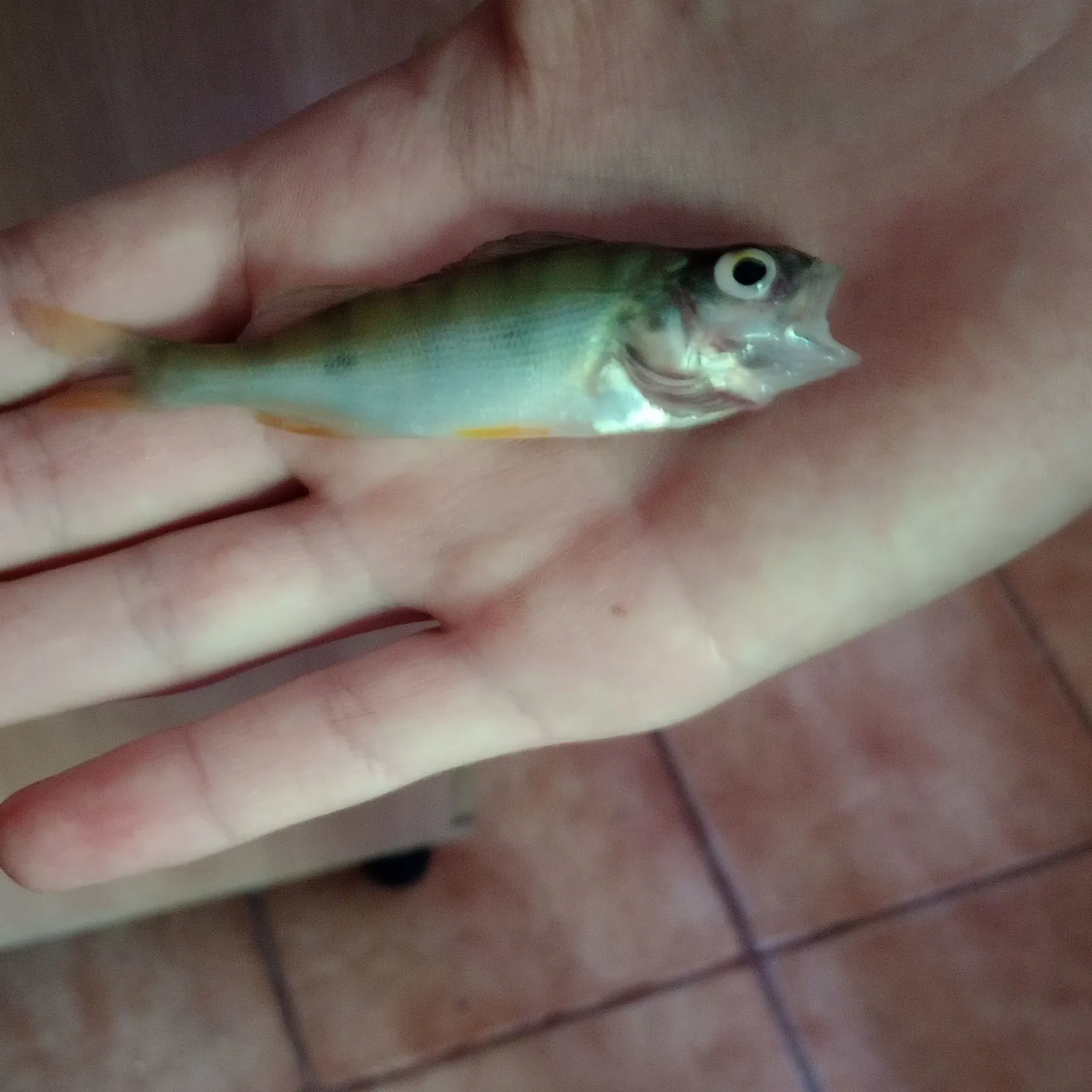 European perch caught on Fishbrain