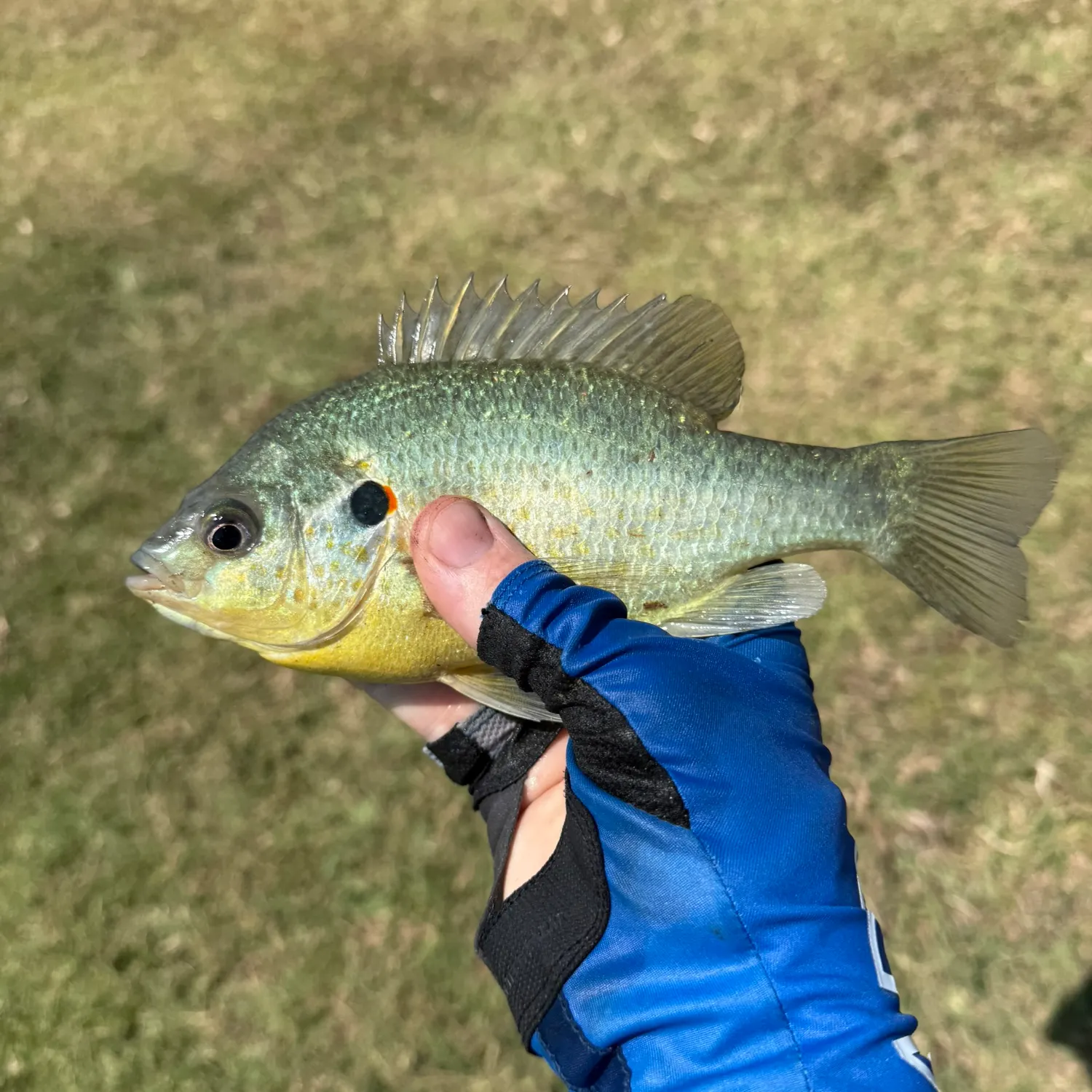 The most recent Redear sunfish catches on Fishbrain