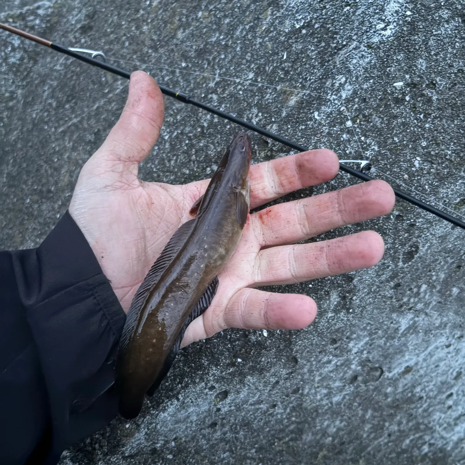 The most recent Three-bearded rockling catches on Fishbrain