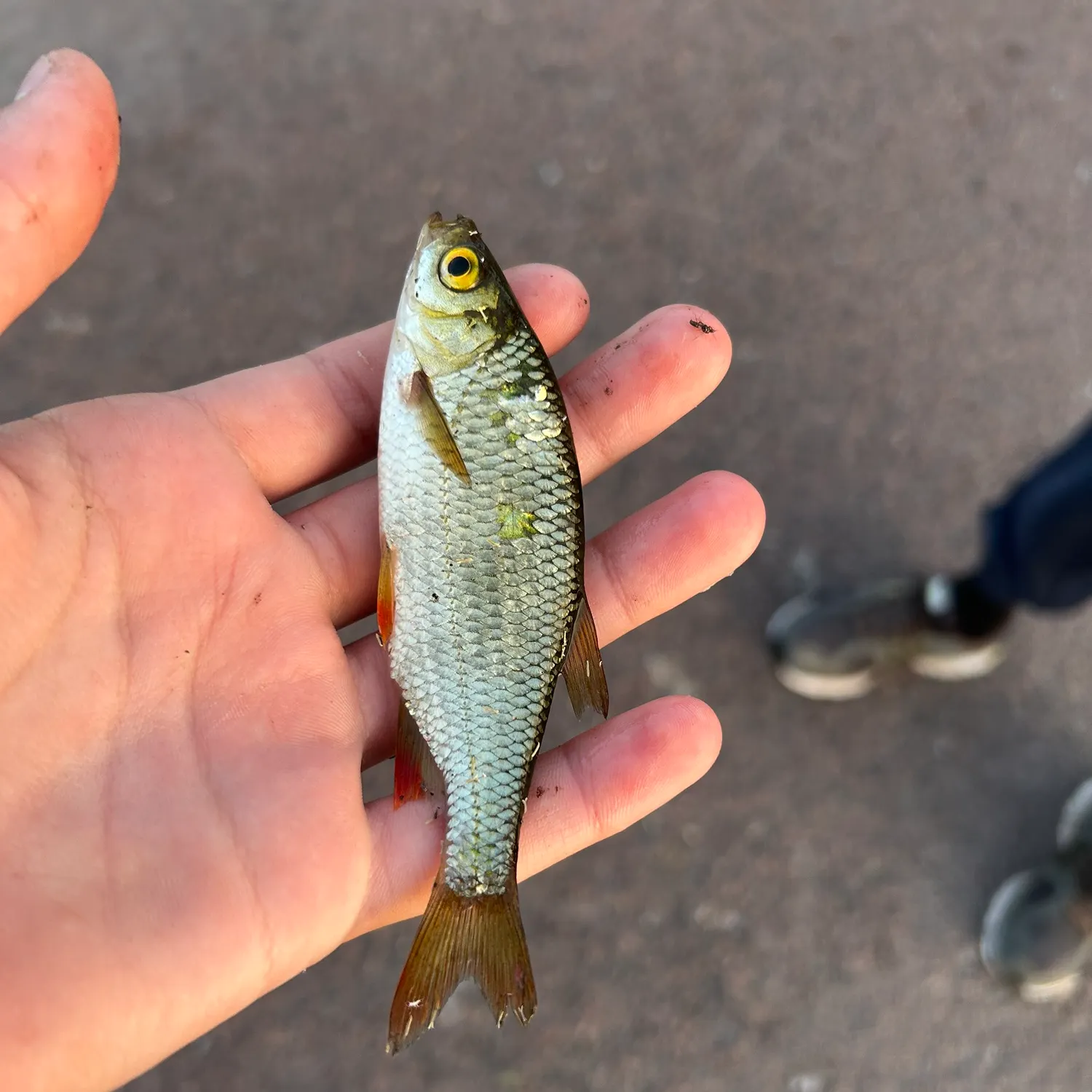 Common roach caught on Fishbrain
