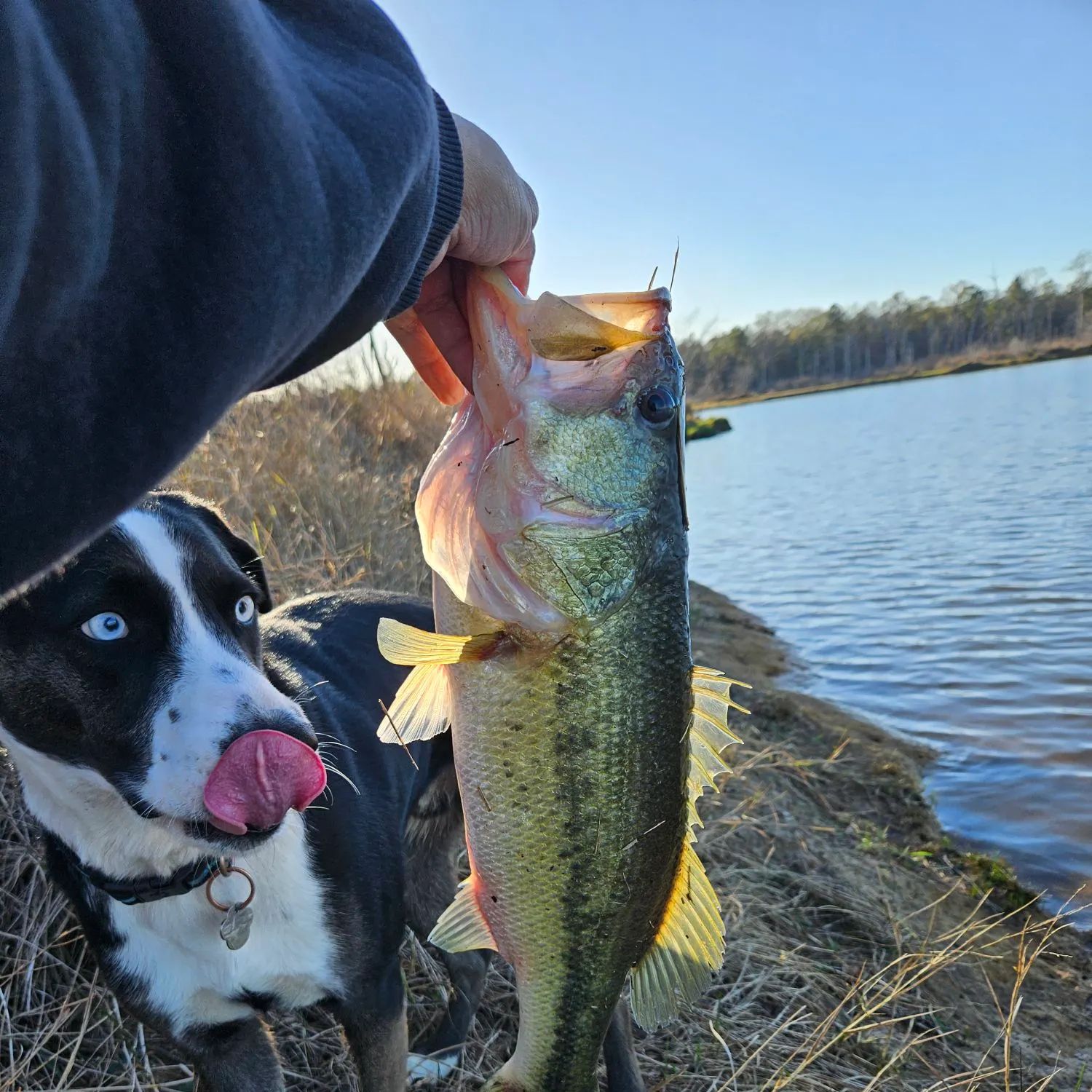 The most recent Largemouth bass catches on Fishbrain