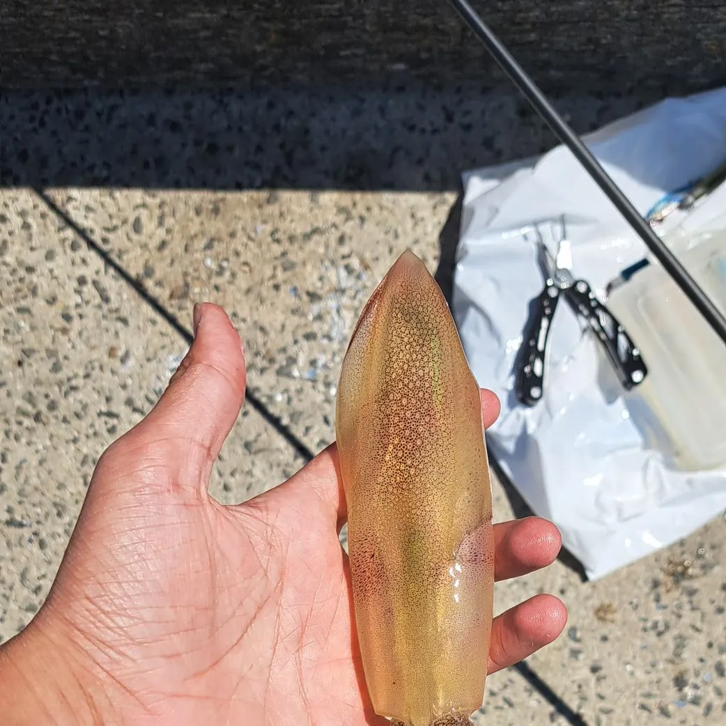 The most recent Longfin inshore squid catches on Fishbrain
