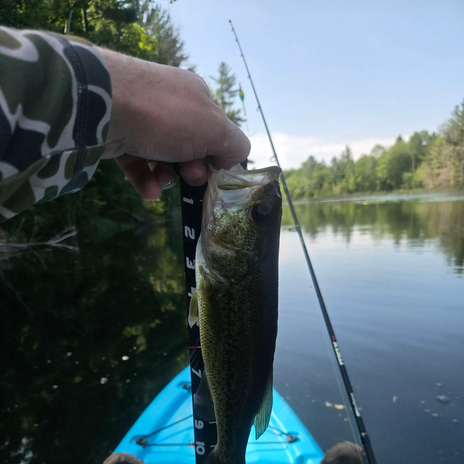 Largemouth bass caught on Fishbrain