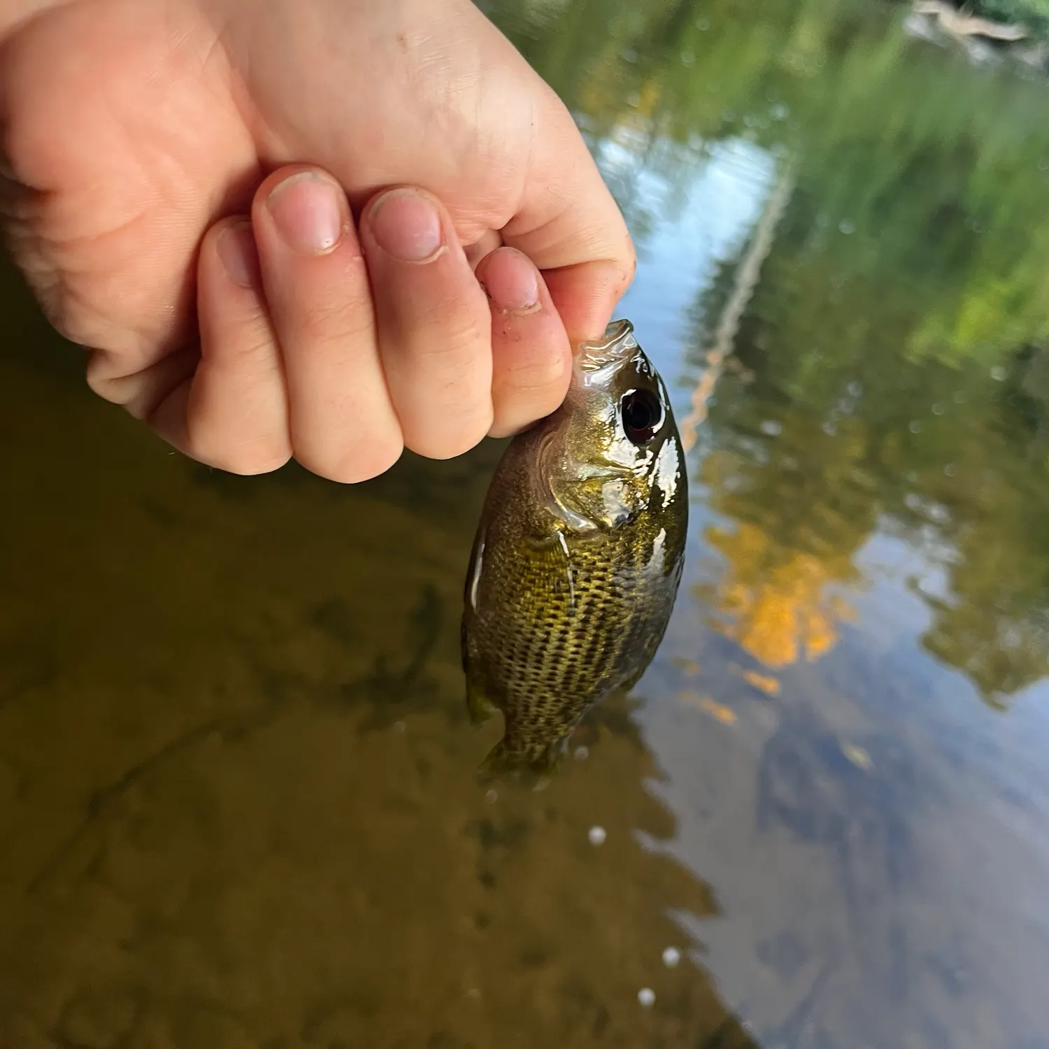 Rock bass caught on Fishbrain