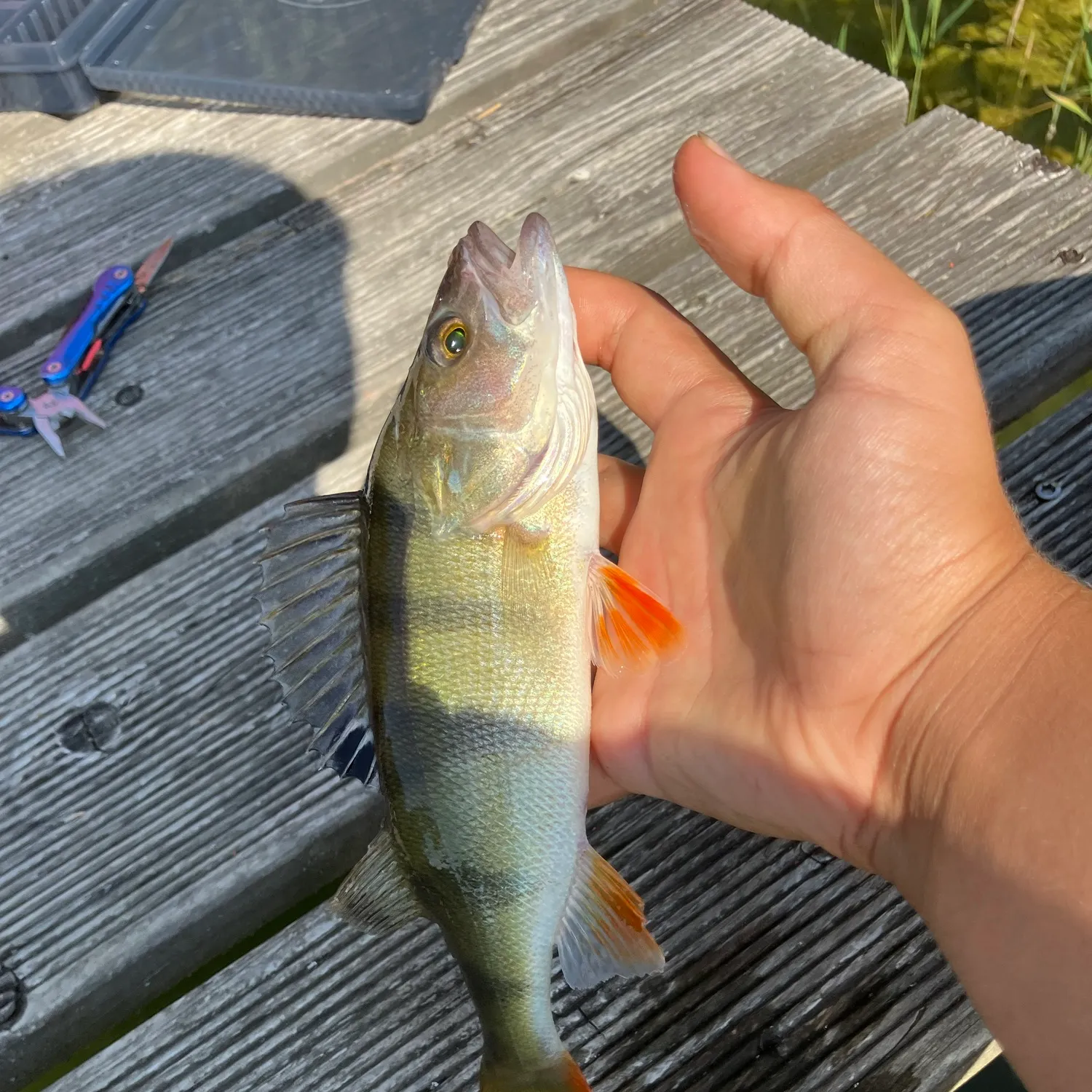 European perch caught on Fishbrain