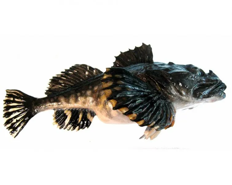 Shorthorn sculpin