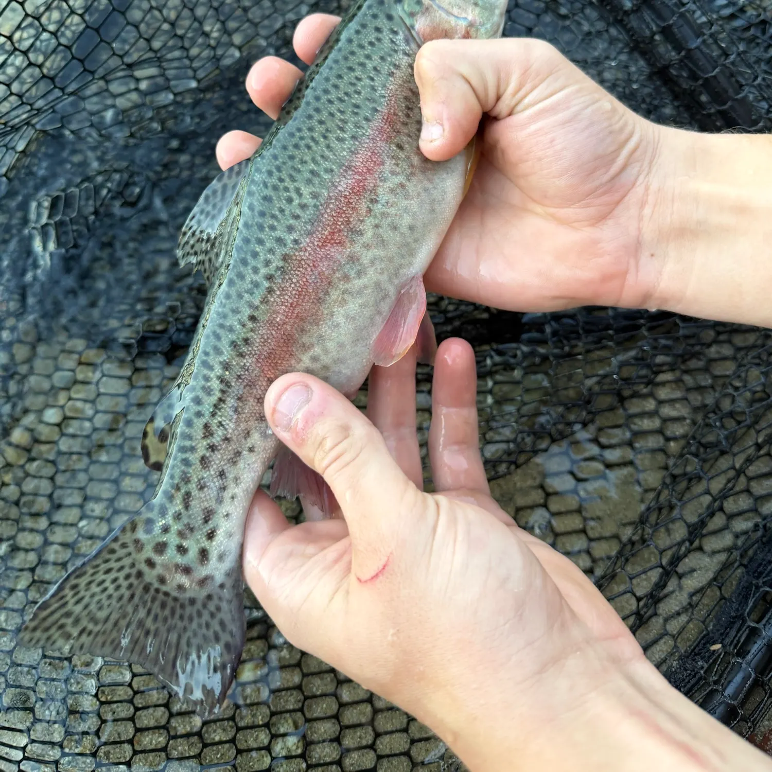 Rainbow trout caught on Fishbrain