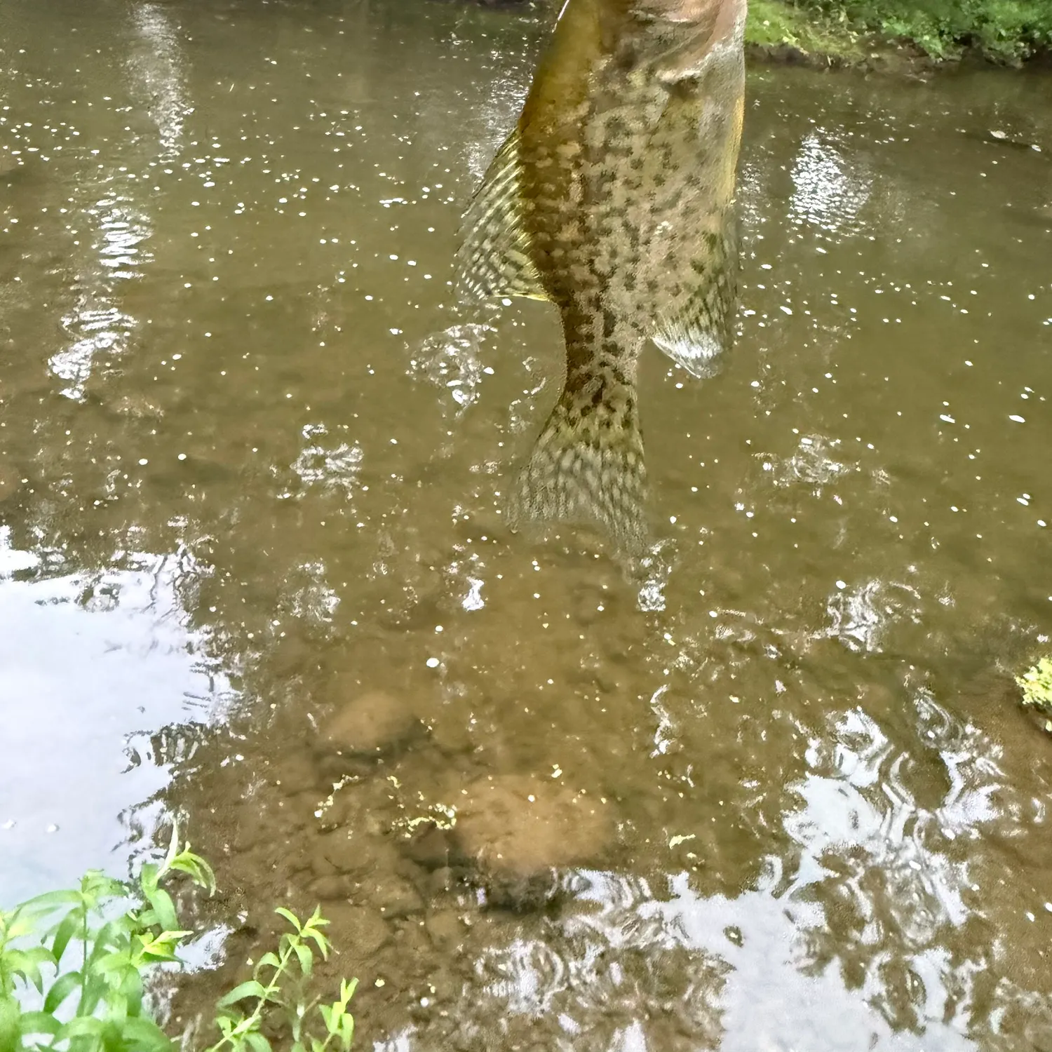 Black crappie caught on Fishbrain
