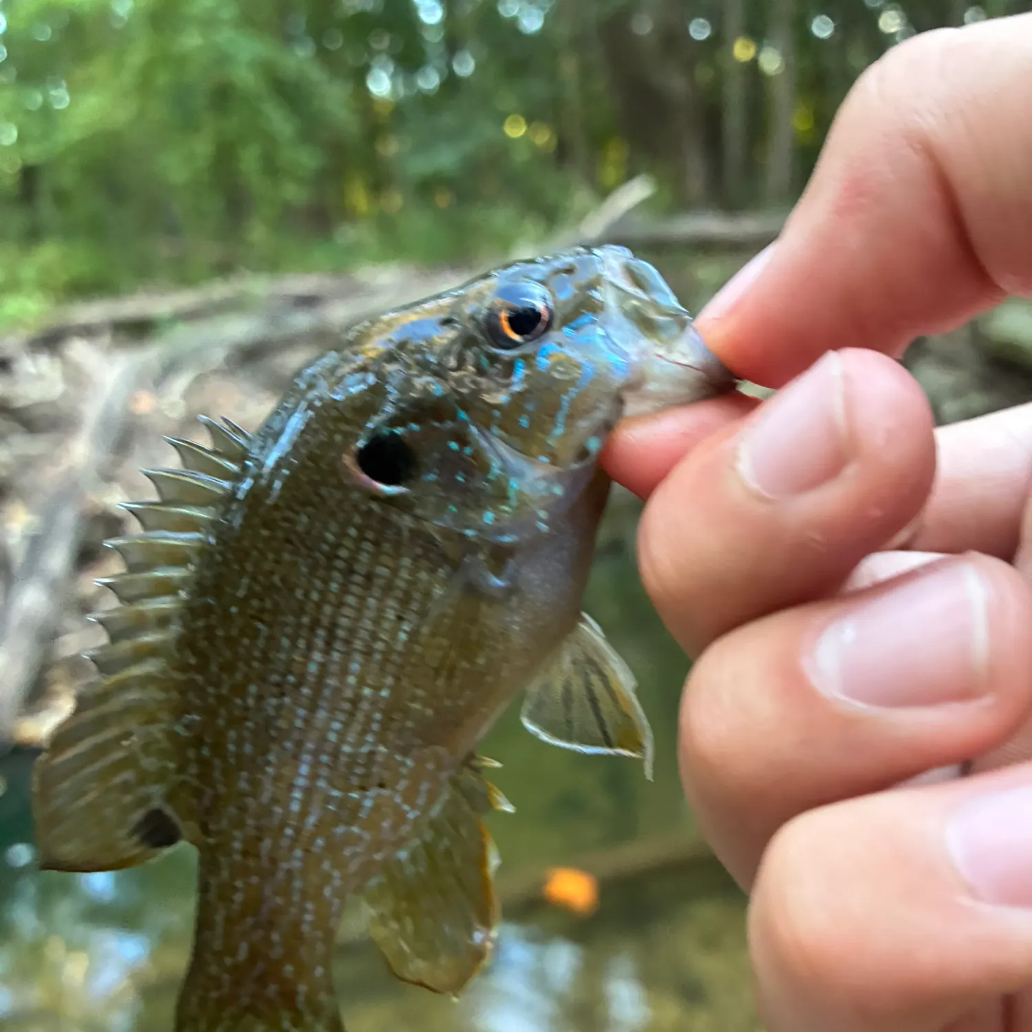 Green sunfish caught on Fishbrain