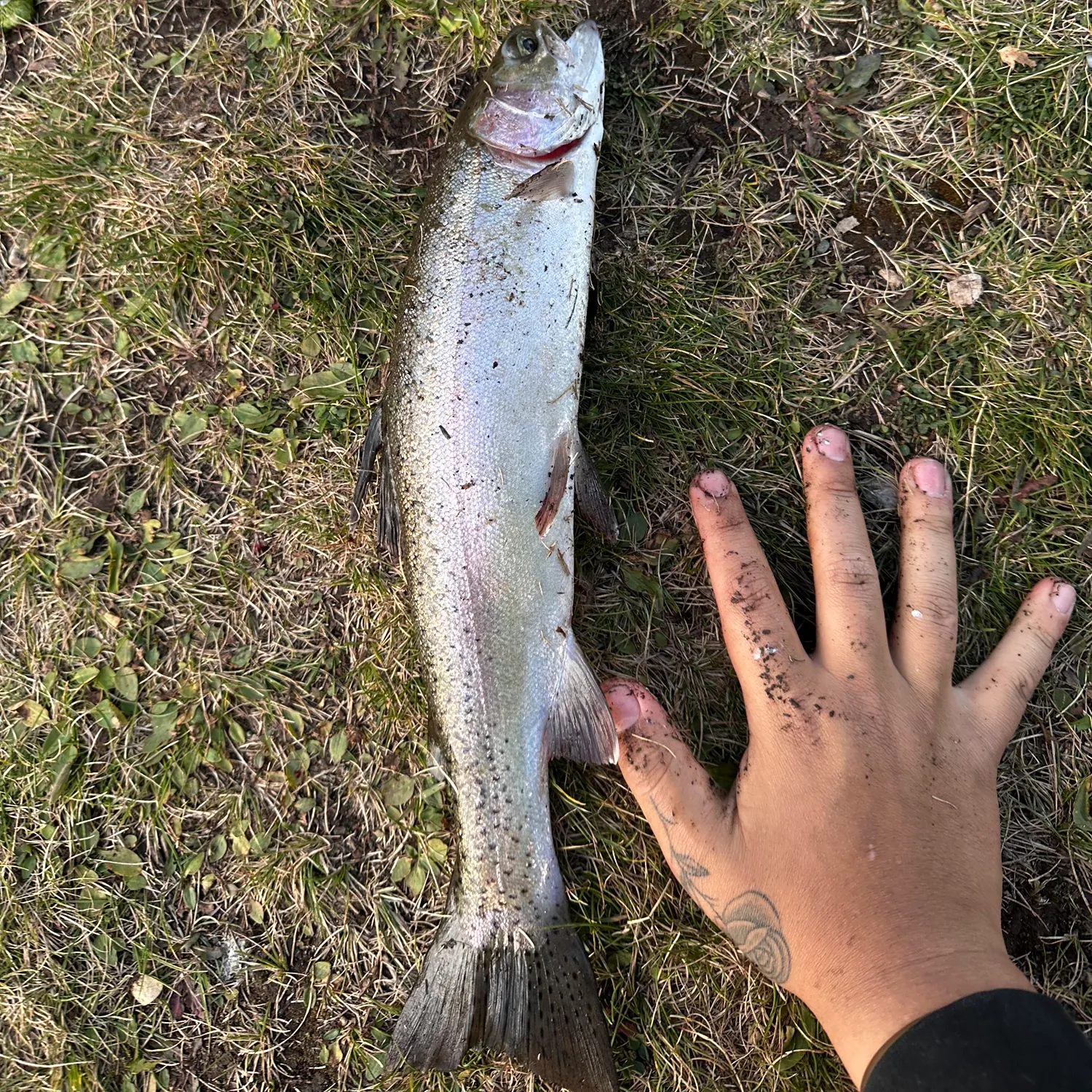 Rainbow trout caught on Fishbrain