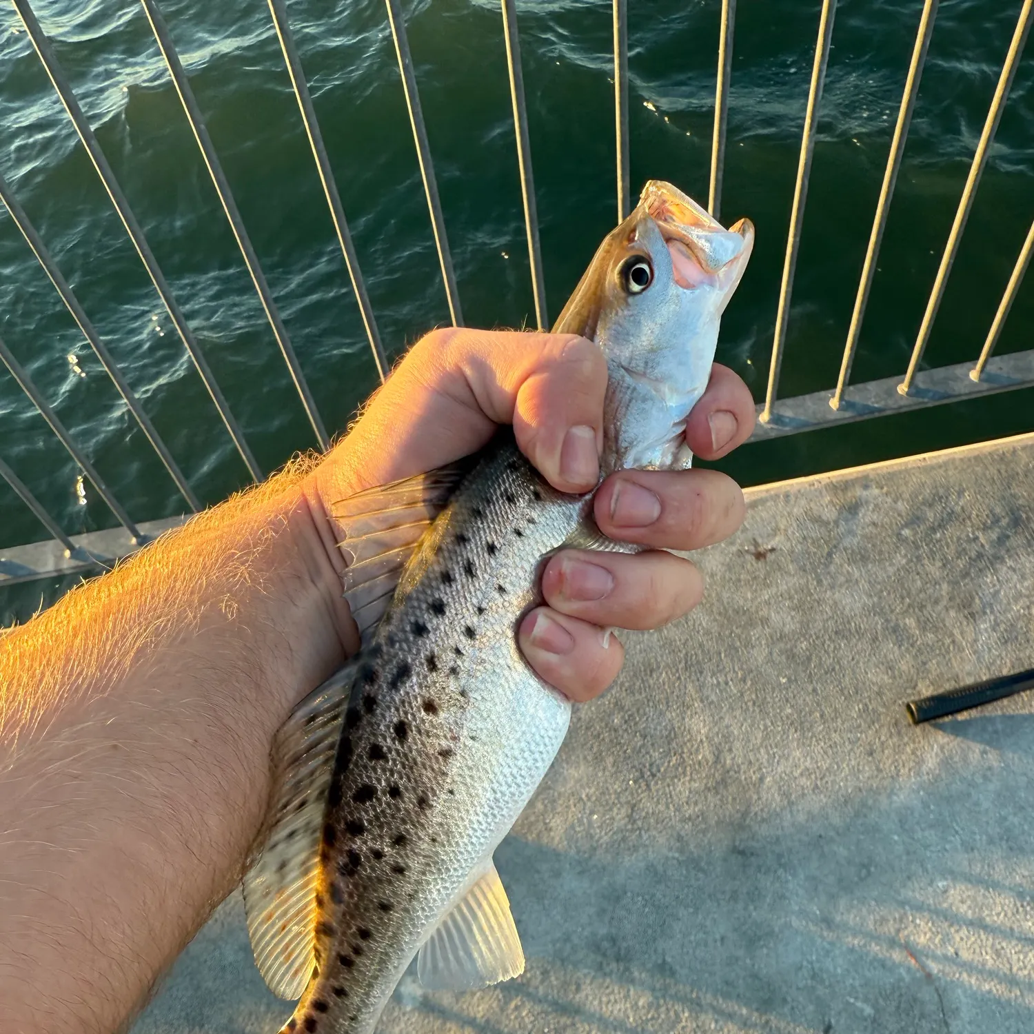 Spotted seatrout caught on Fishbrain