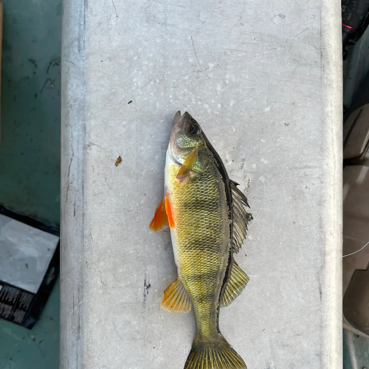 Yellow perch caught on Fishbrain