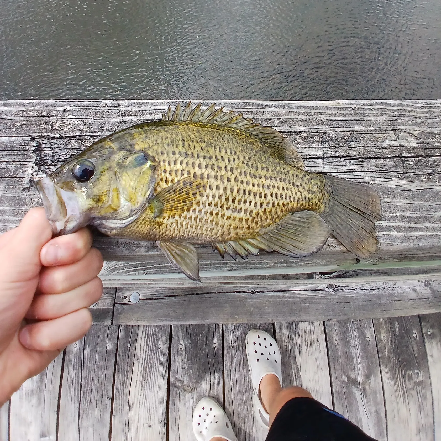 Rock bass caught on Fishbrain