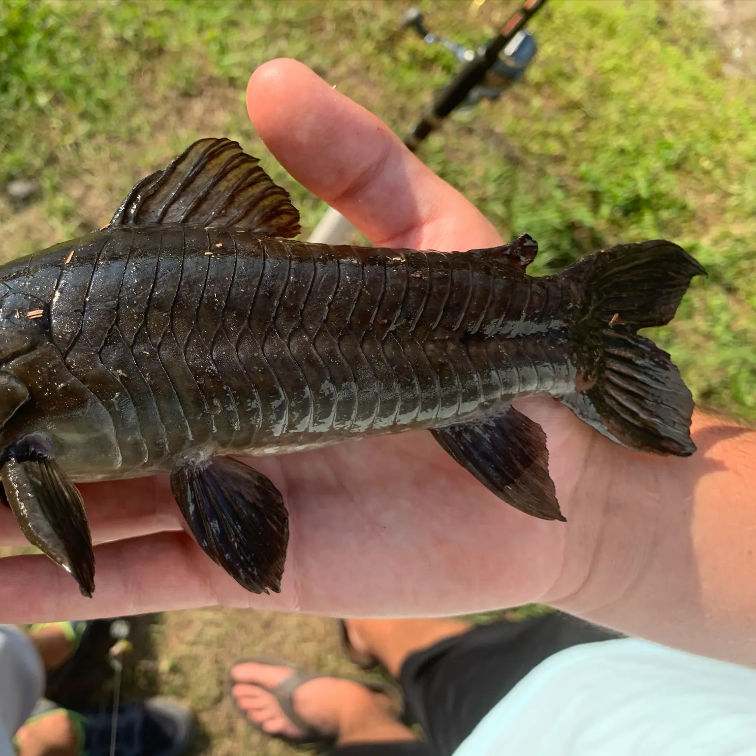 The most recent Brown Hoplo catches on Fishbrain