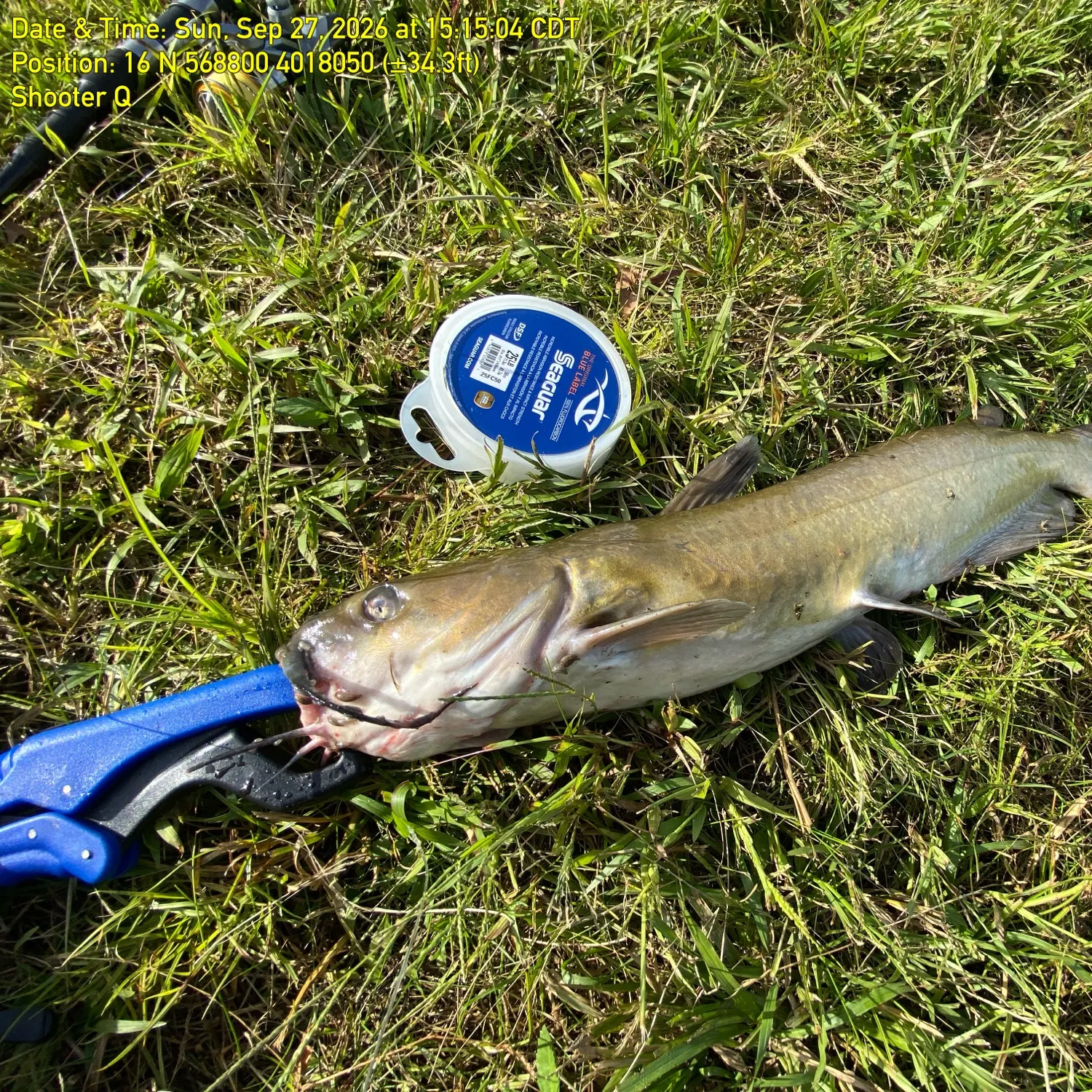 Flathead catfish caught on Fishbrain