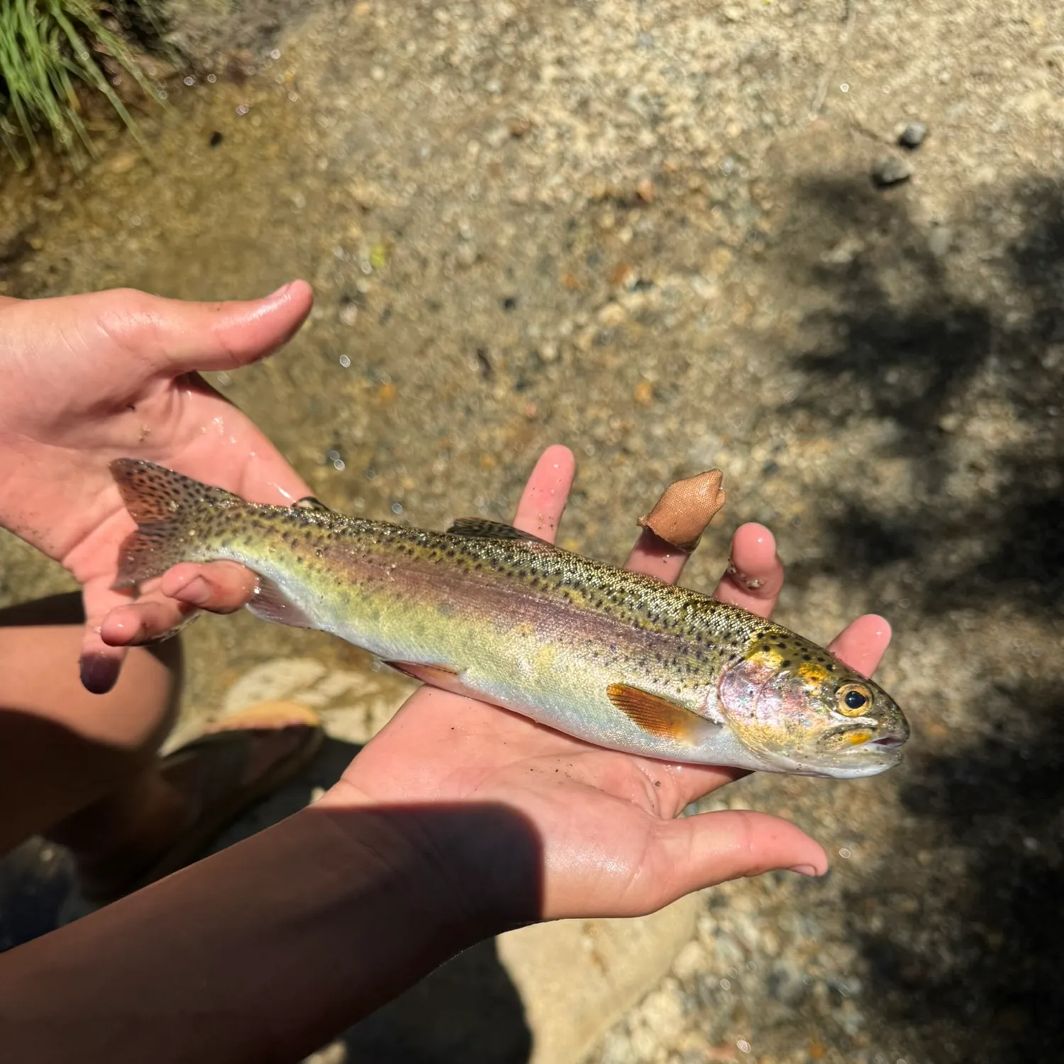 Cutthroat trout caught on Fishbrain