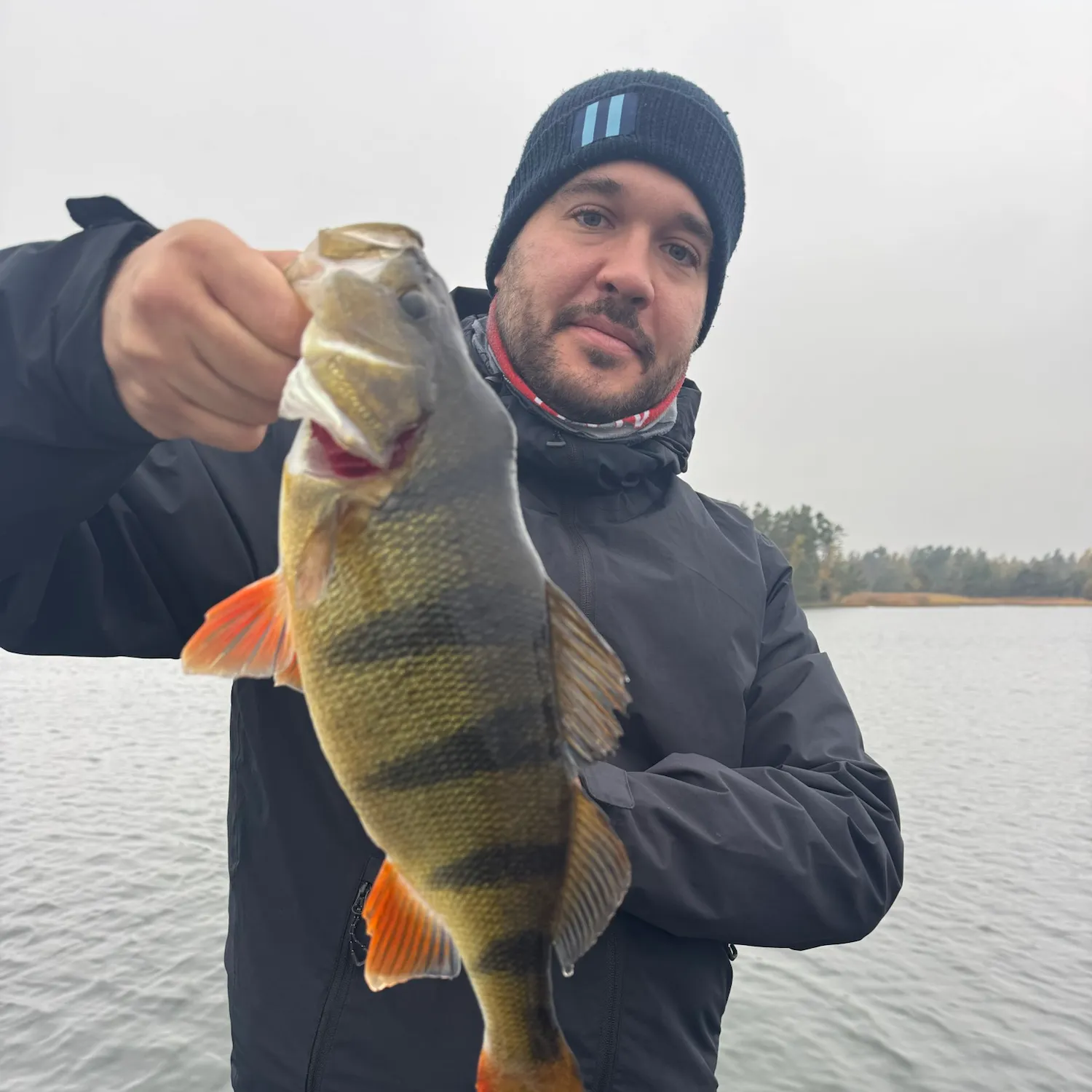 European perch caught on Fishbrain