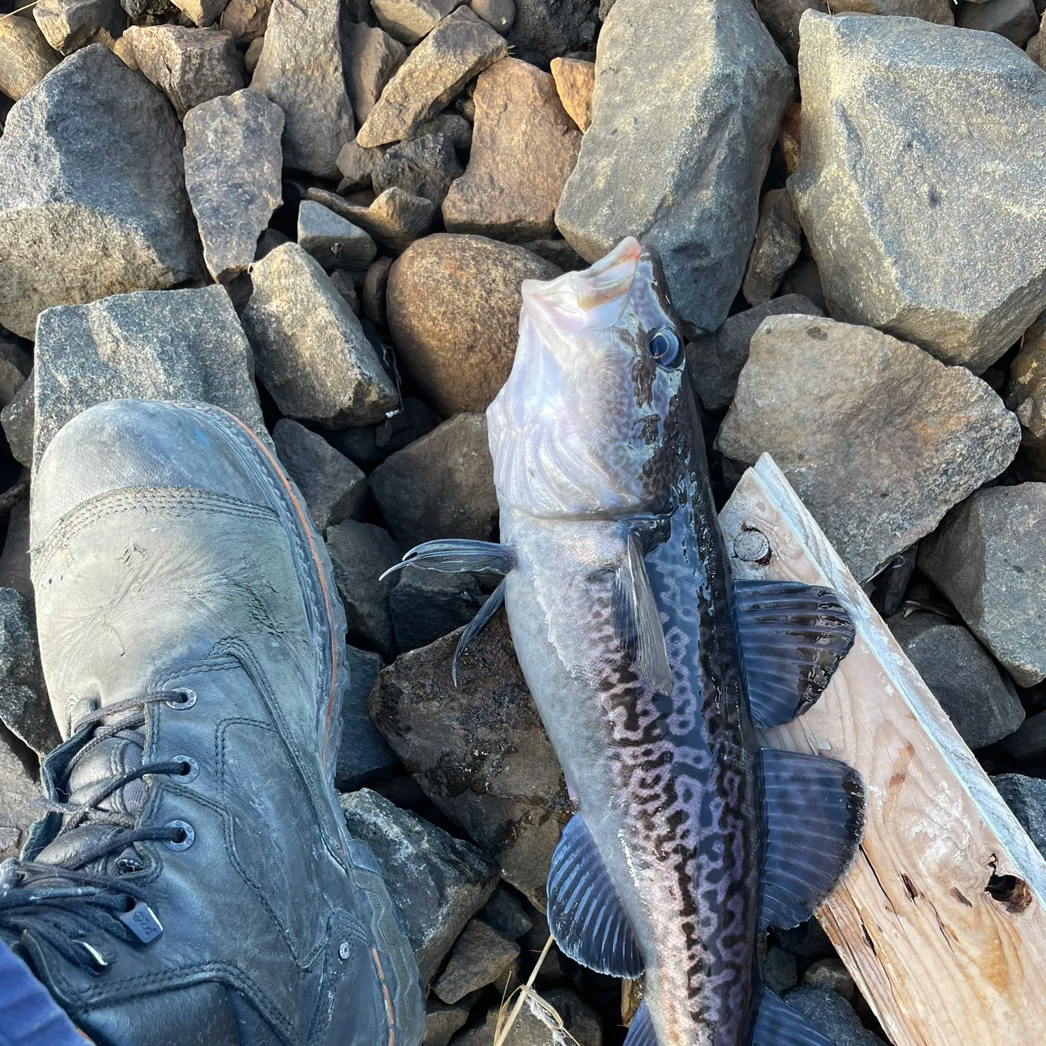 The most recent Atlantic tomcod catches on Fishbrain