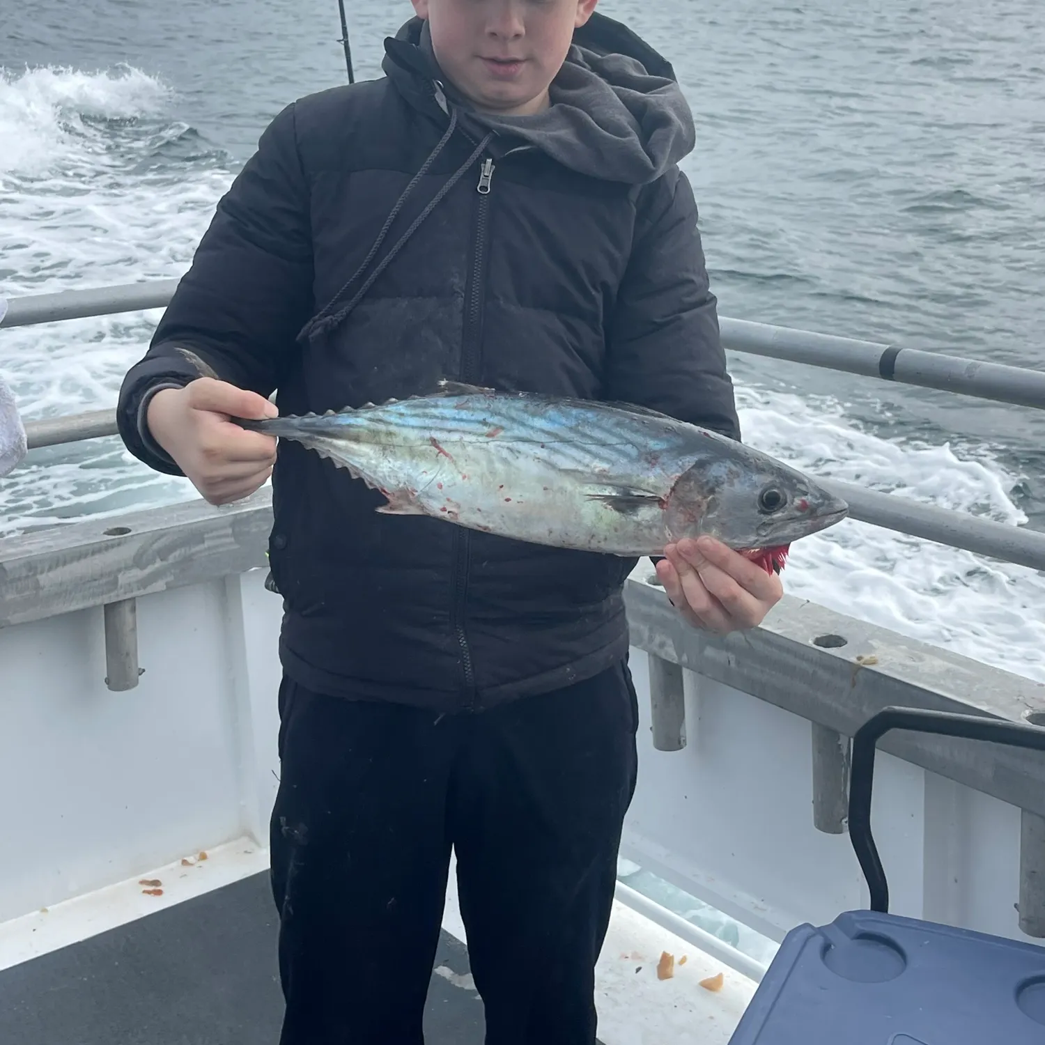 The most recent Atlantic bonito catches on Fishbrain