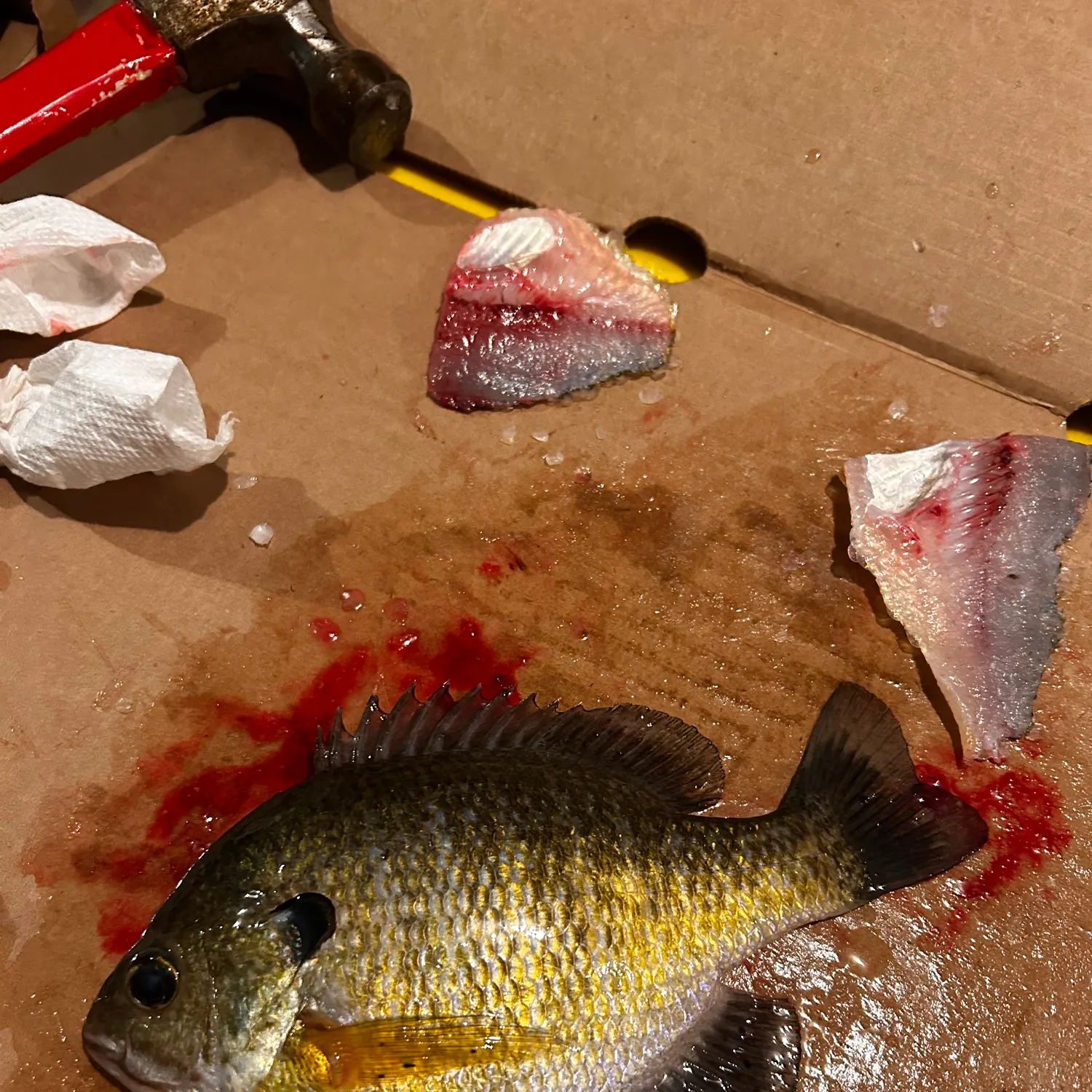 recently logged catches