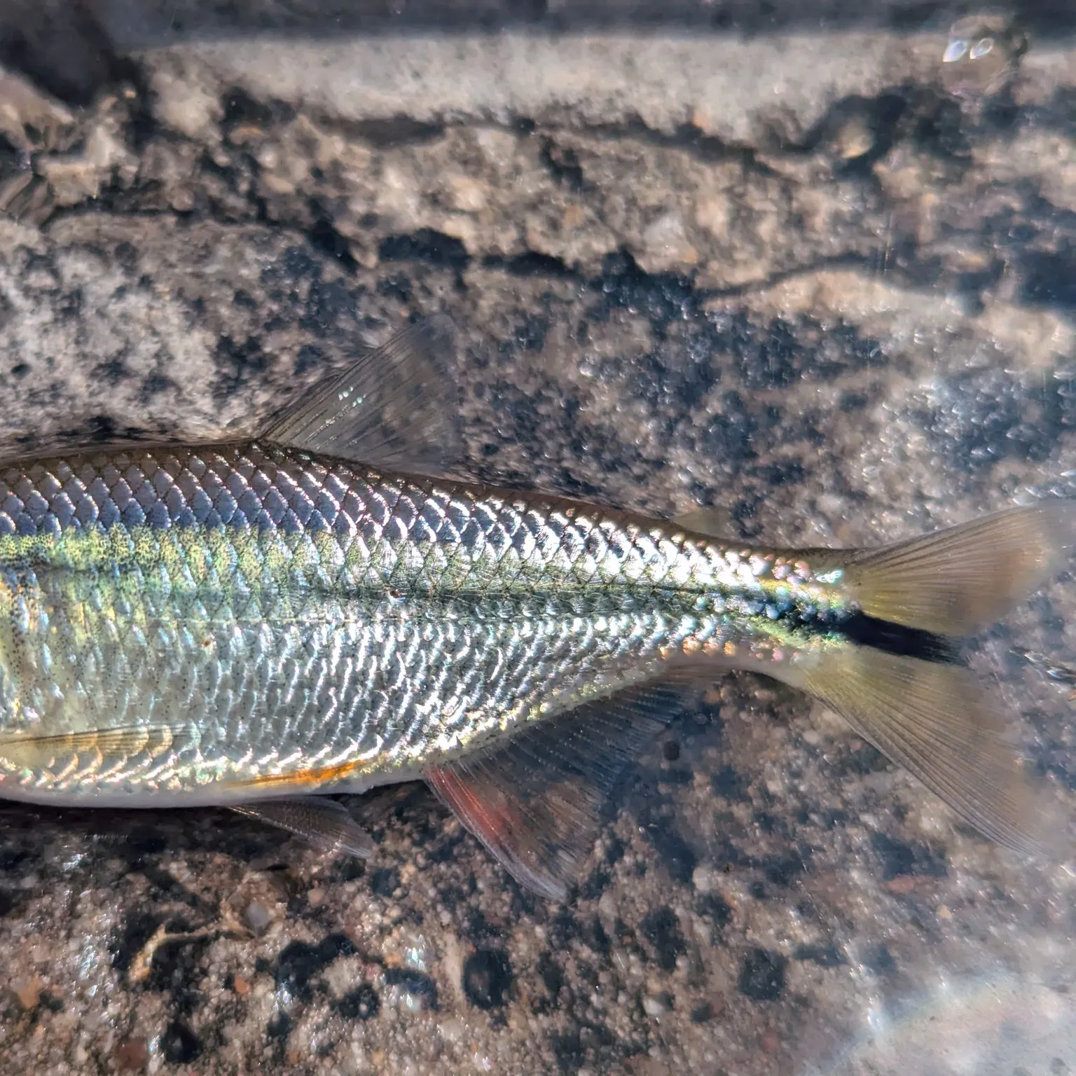 The most recent Texan tetra catches on Fishbrain