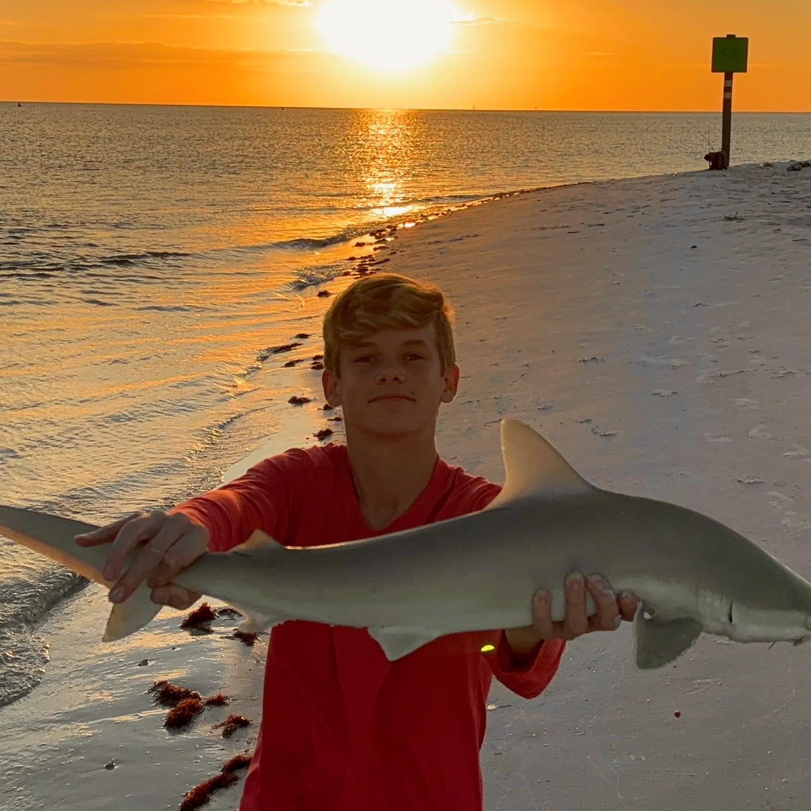 The most recent Lemon shark catches on Fishbrain