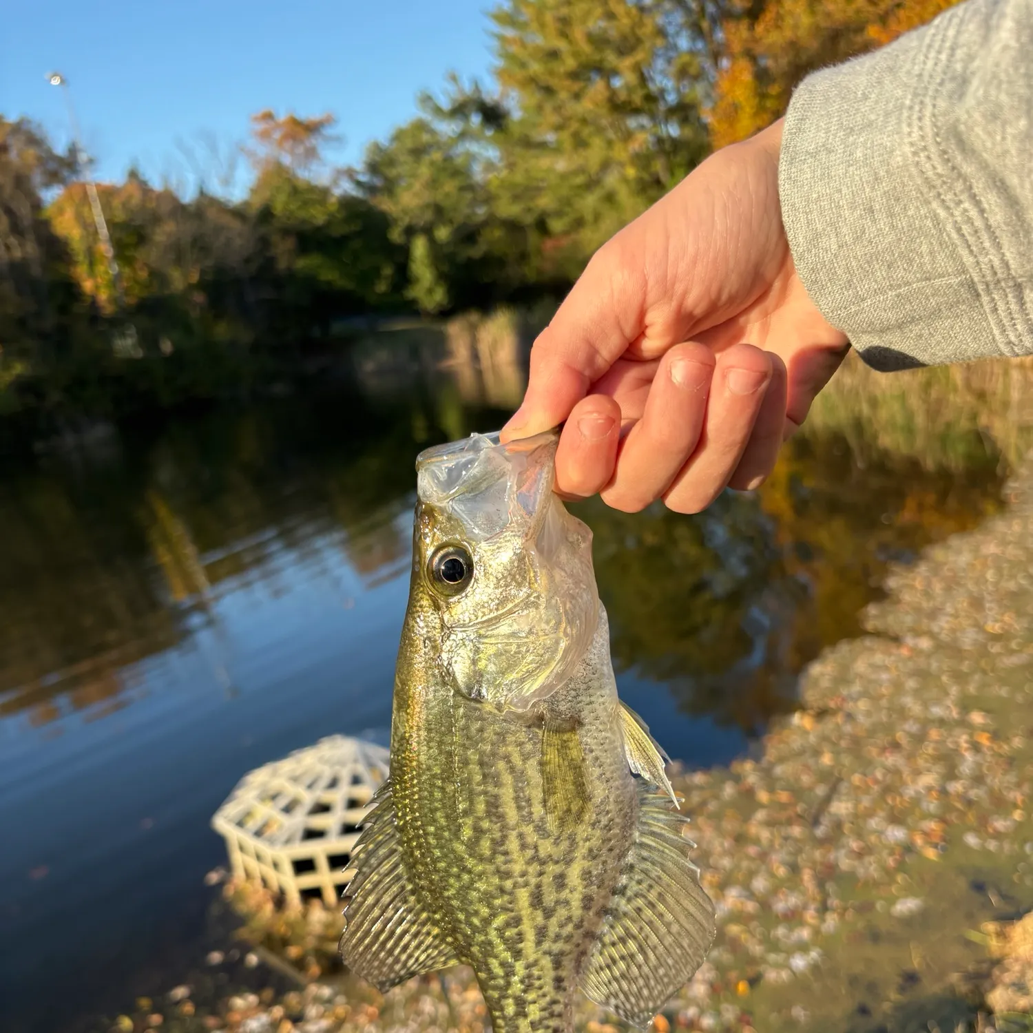 Black crappie caught on Fishbrain