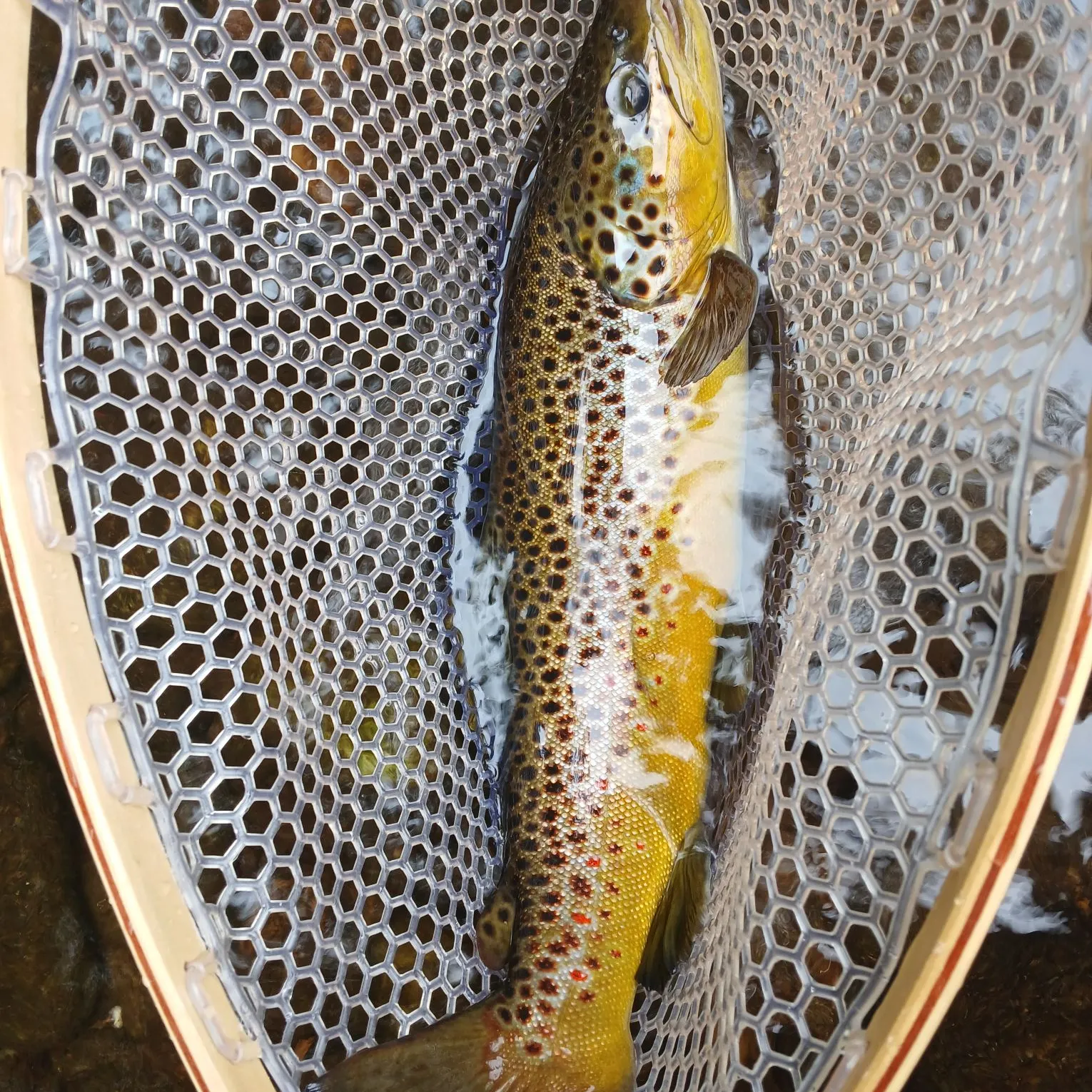 Brown trout caught on Fishbrain