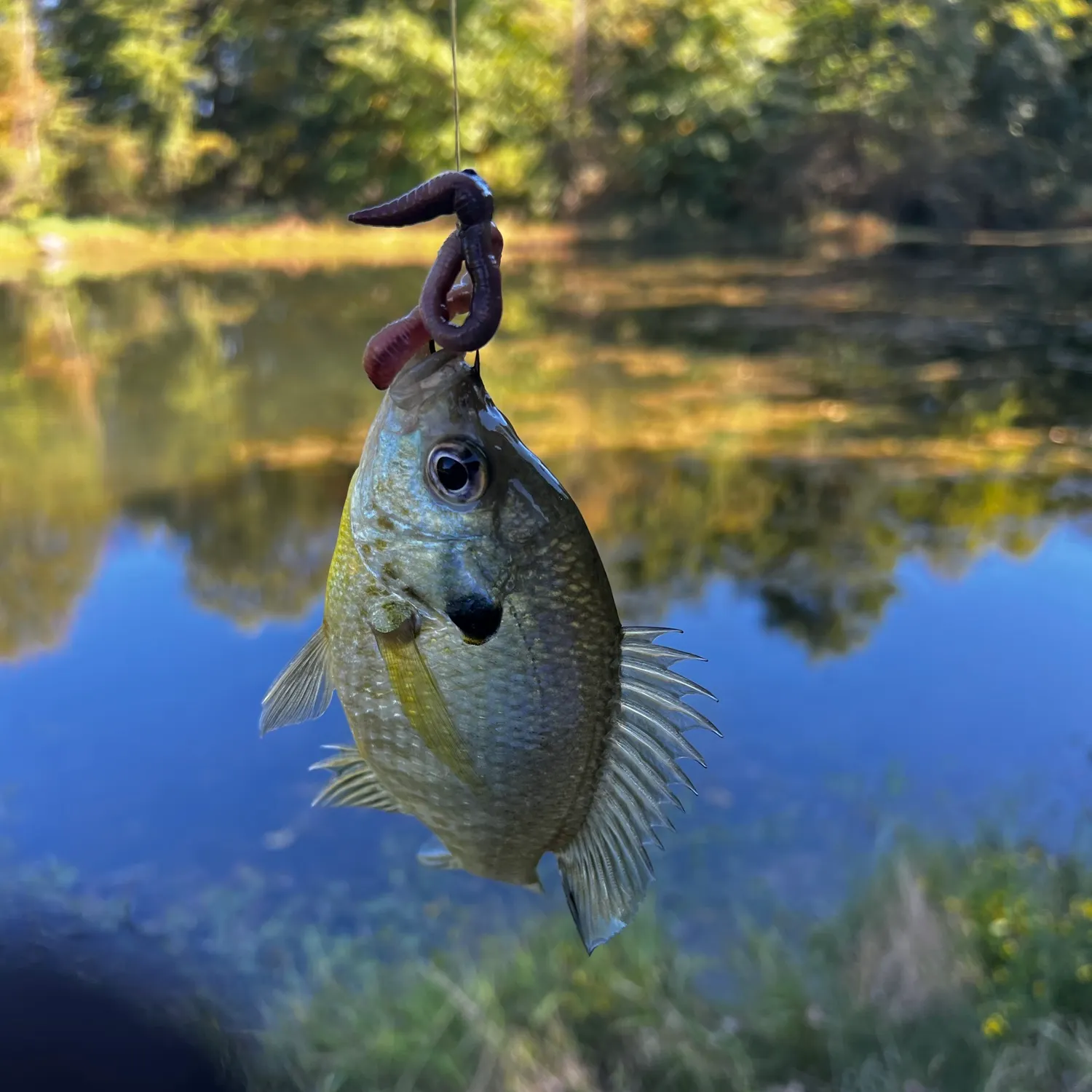 Bluegill caught on Fishbrain