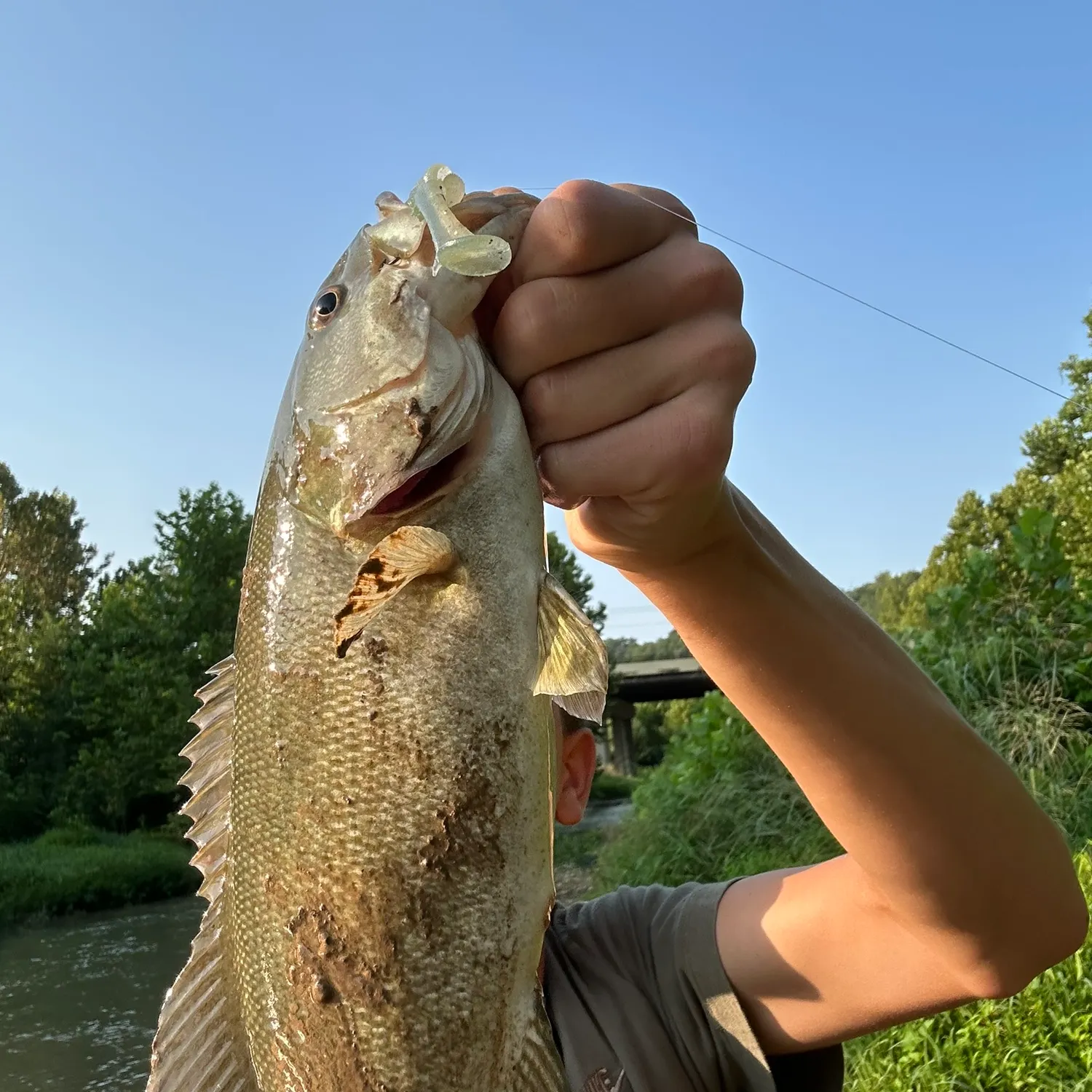 The most recent Neosho bass catches on Fishbrain
