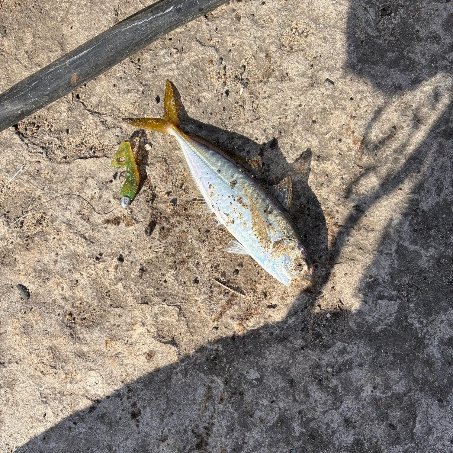 The most recent Yellowtail scad catches on Fishbrain