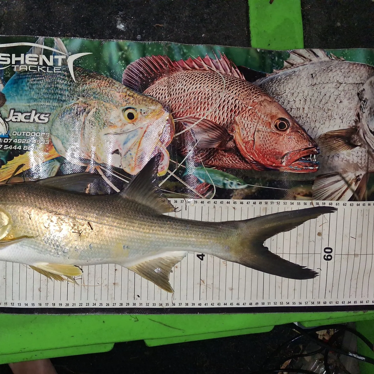 The most recent King threadfin catches on Fishbrain