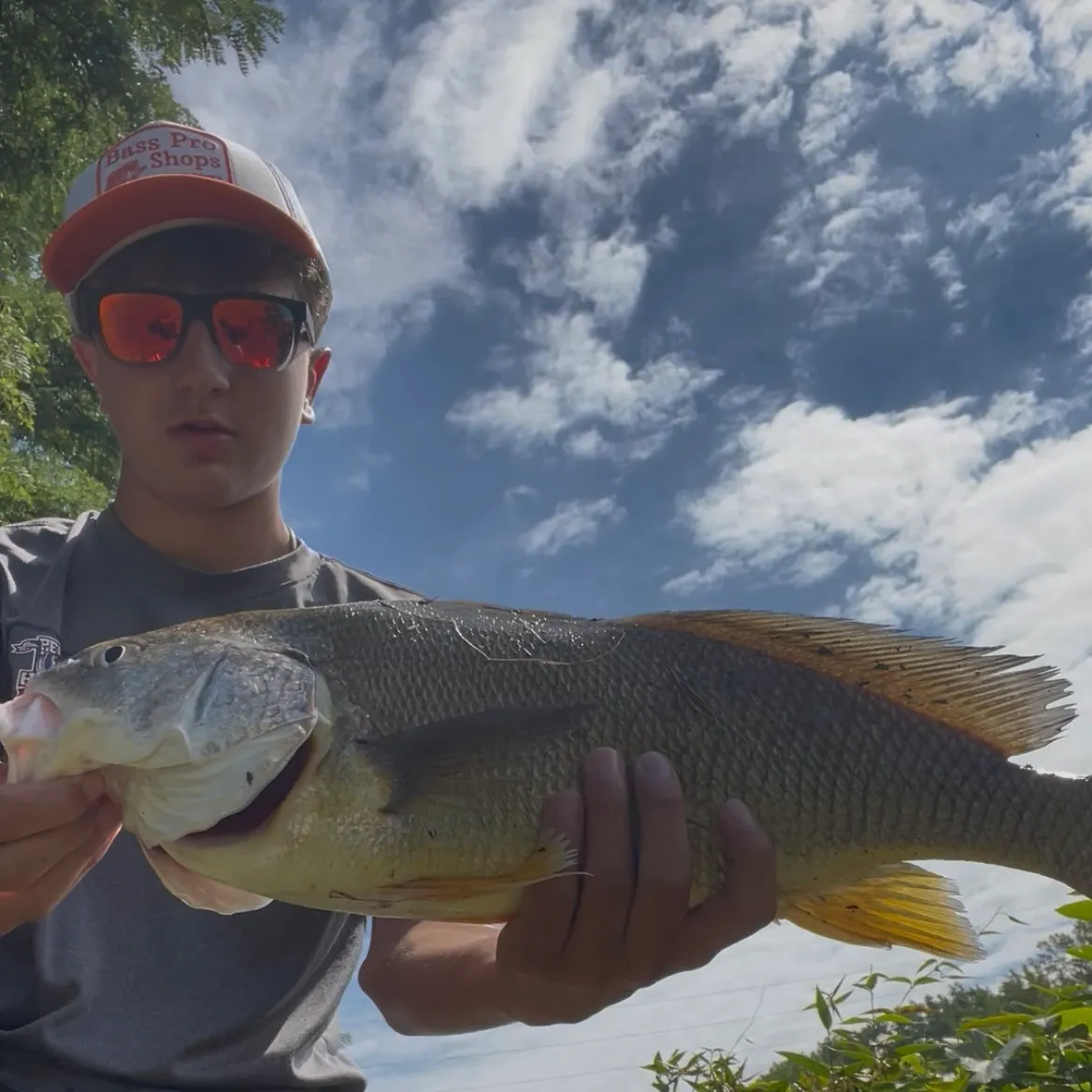 Freshwater drum caught on Fishbrain