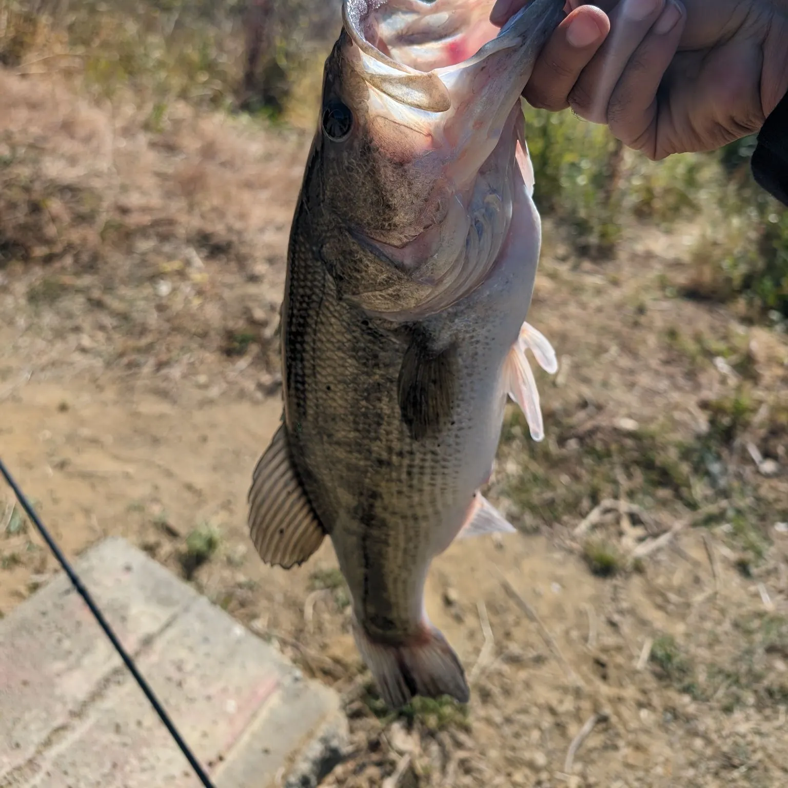 angler catch