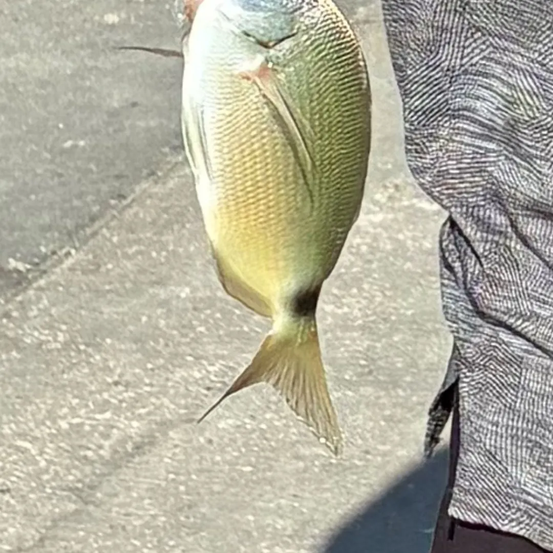The most recent Spottail seabream catches on Fishbrain