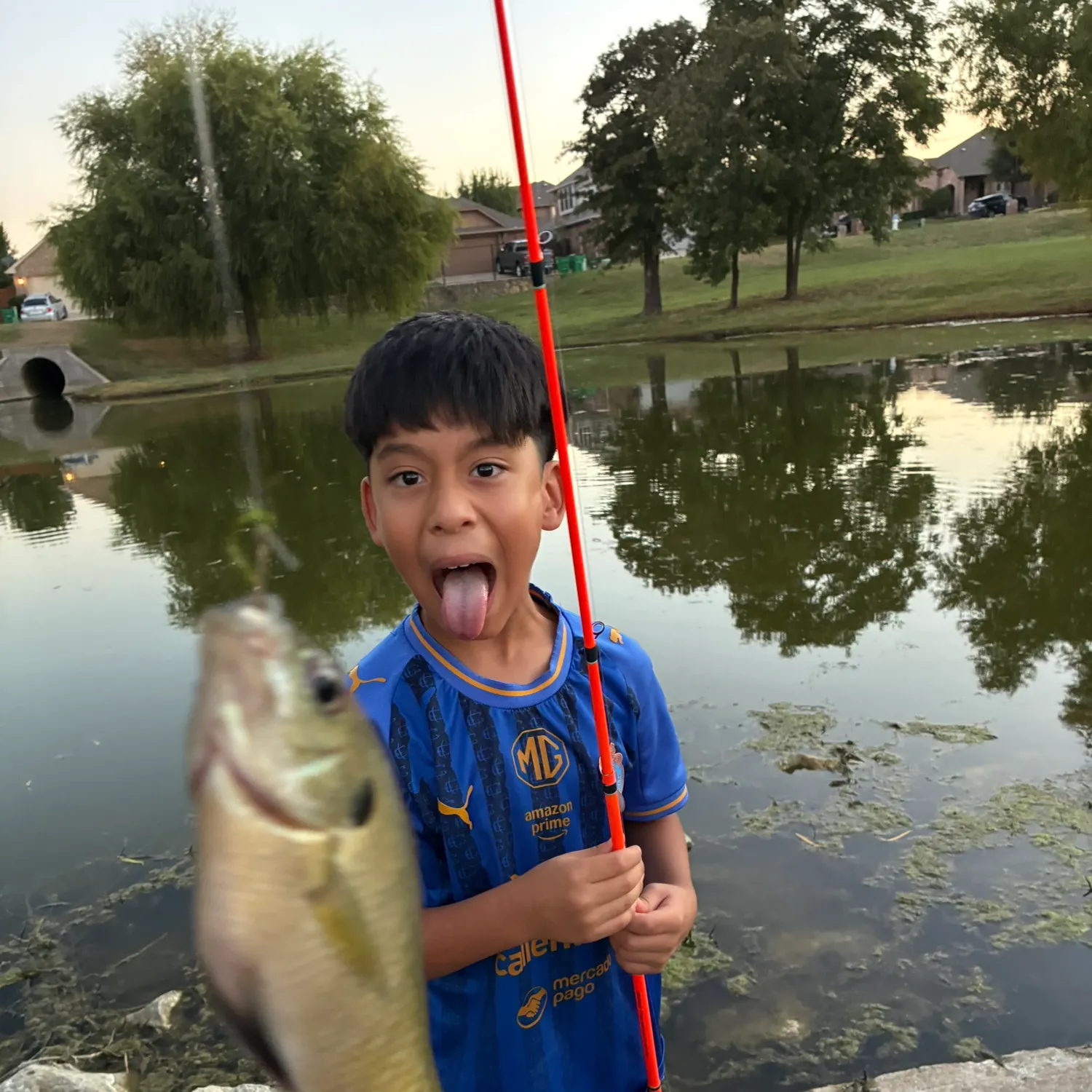Green sunfish caught on Fishbrain