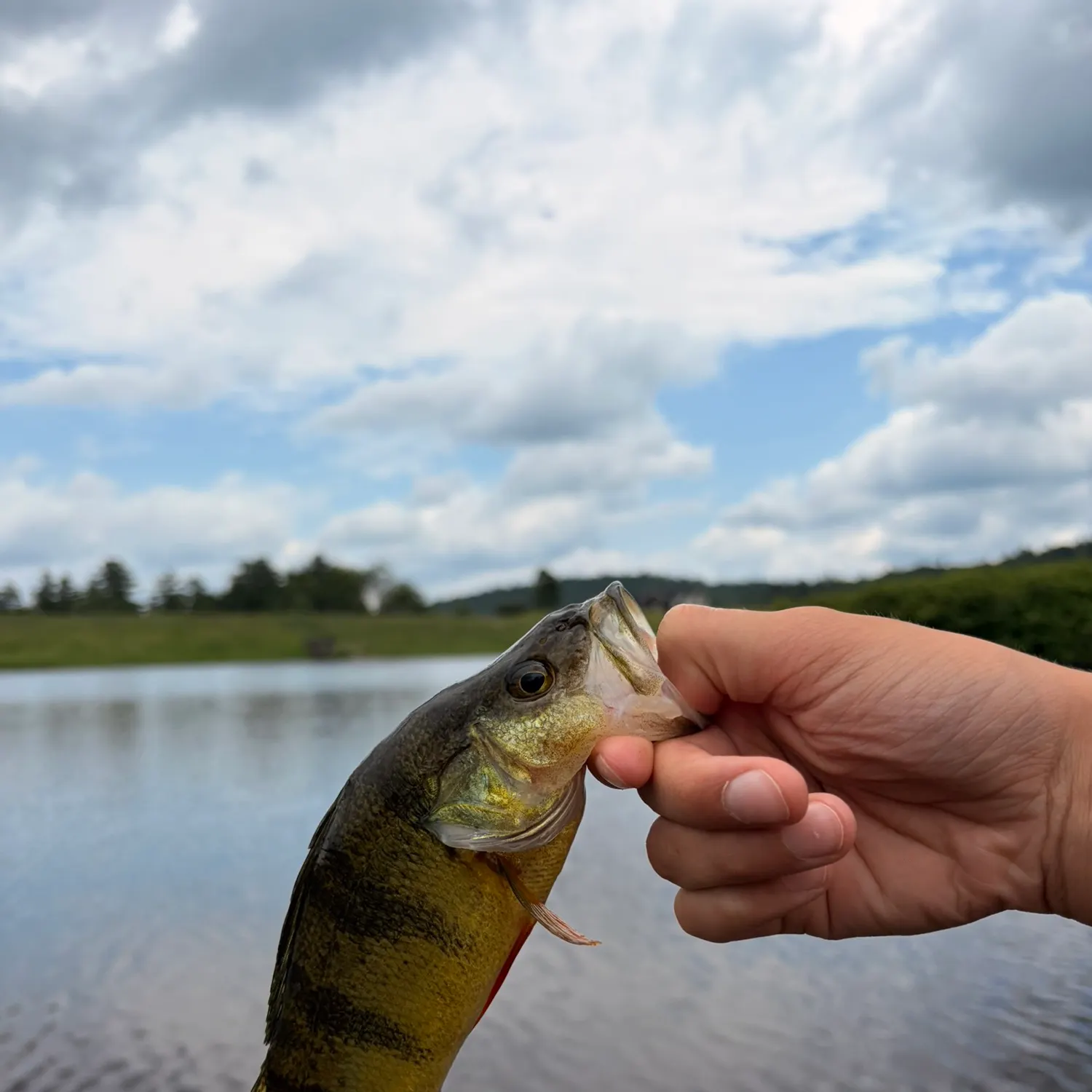 Yellow perch caught on Fishbrain