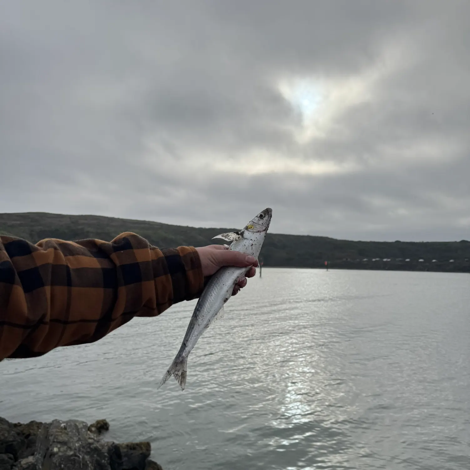 The most recent Surf smelt catches on Fishbrain