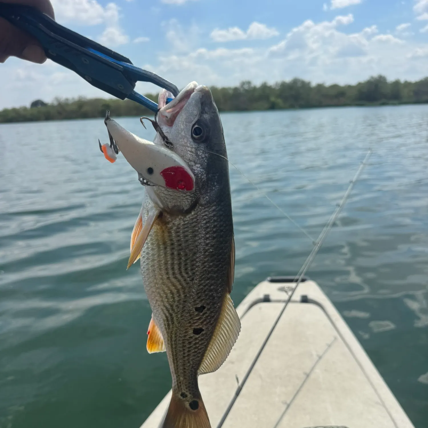 Red drum caught on Fishbrain