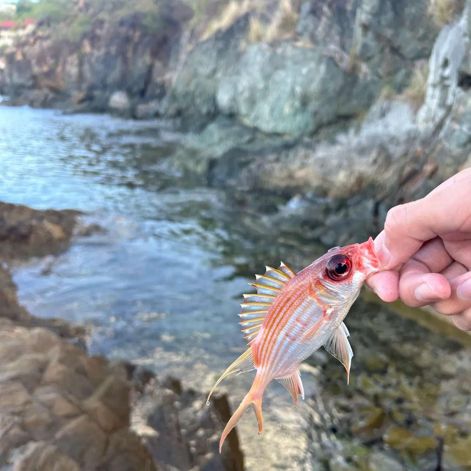 The most recent Common squirrelfish catches on Fishbrain