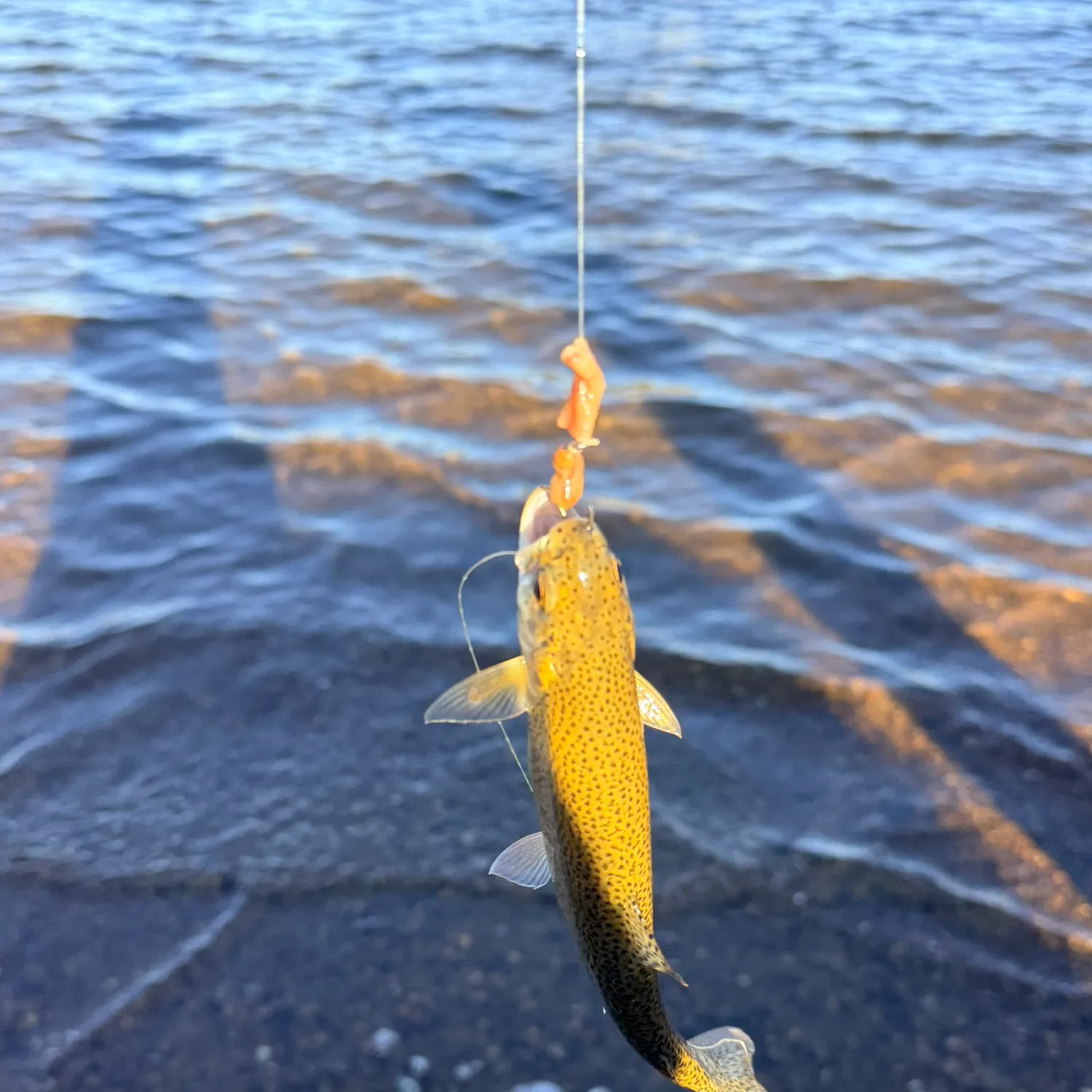 Fish caught on Fishbrain