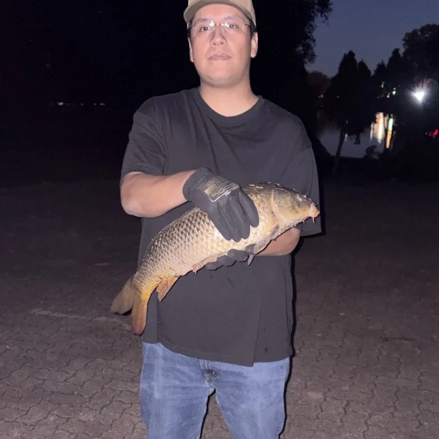 Common carp caught on Fishbrain