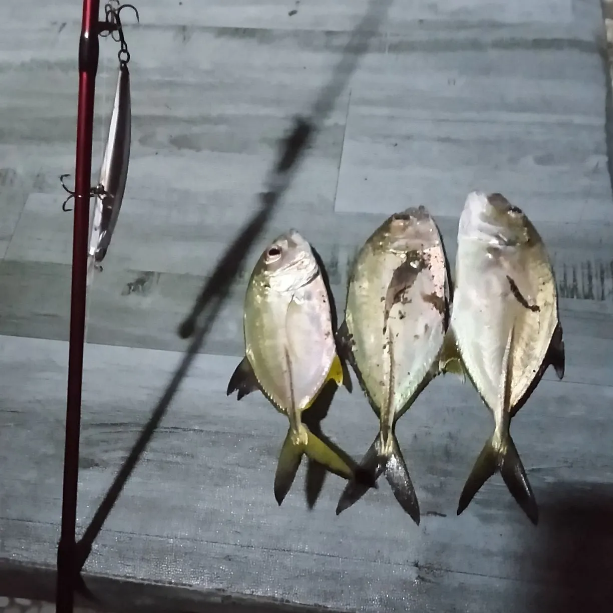 The most recent White trevally catches on Fishbrain